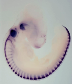 Mouse Embryo. Image credit: Jaqueline Isoppo da Cunha