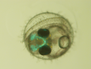 Medaka embryo. Image credit: Juan Ramón Morales