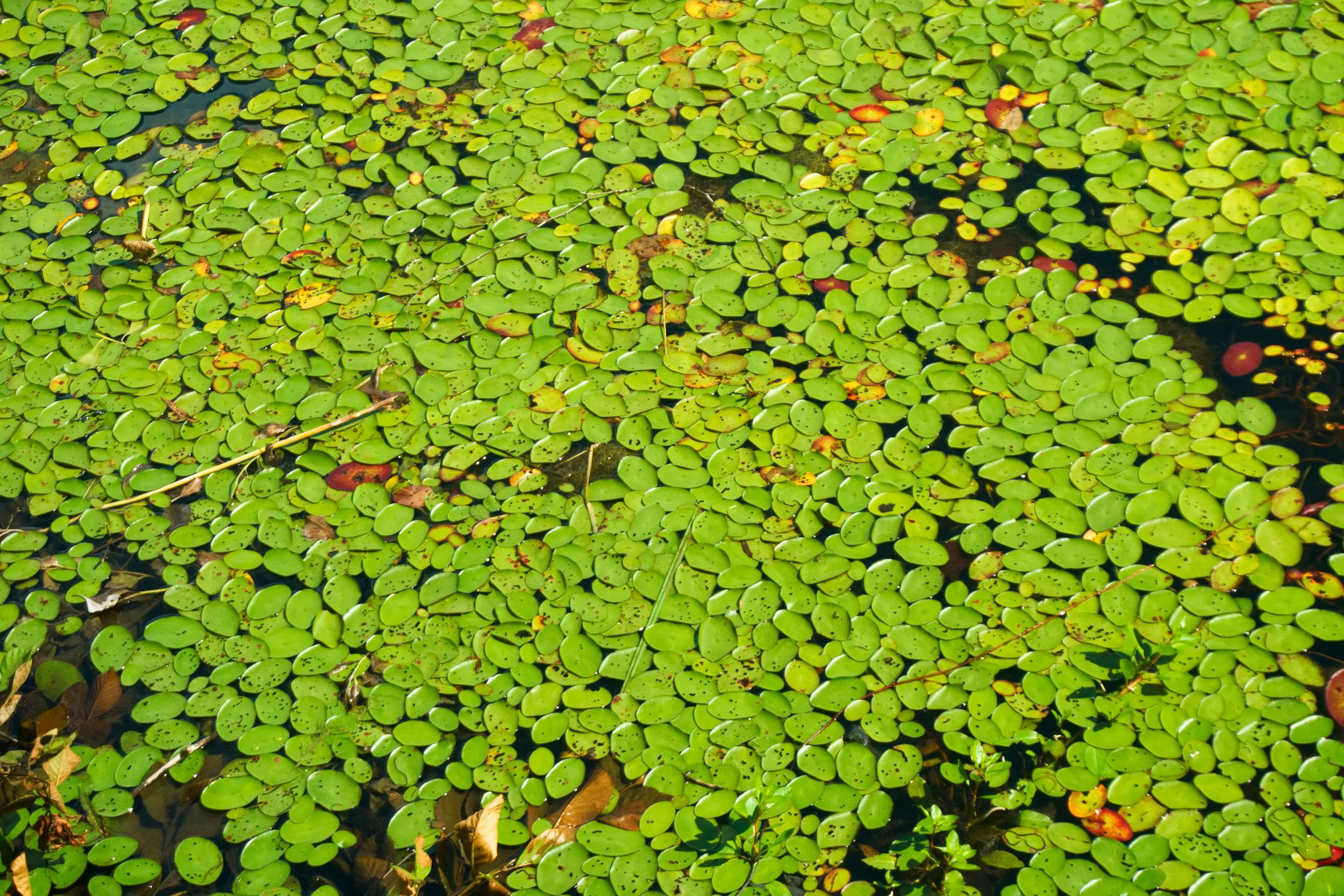 jones family reunion-40.jpg