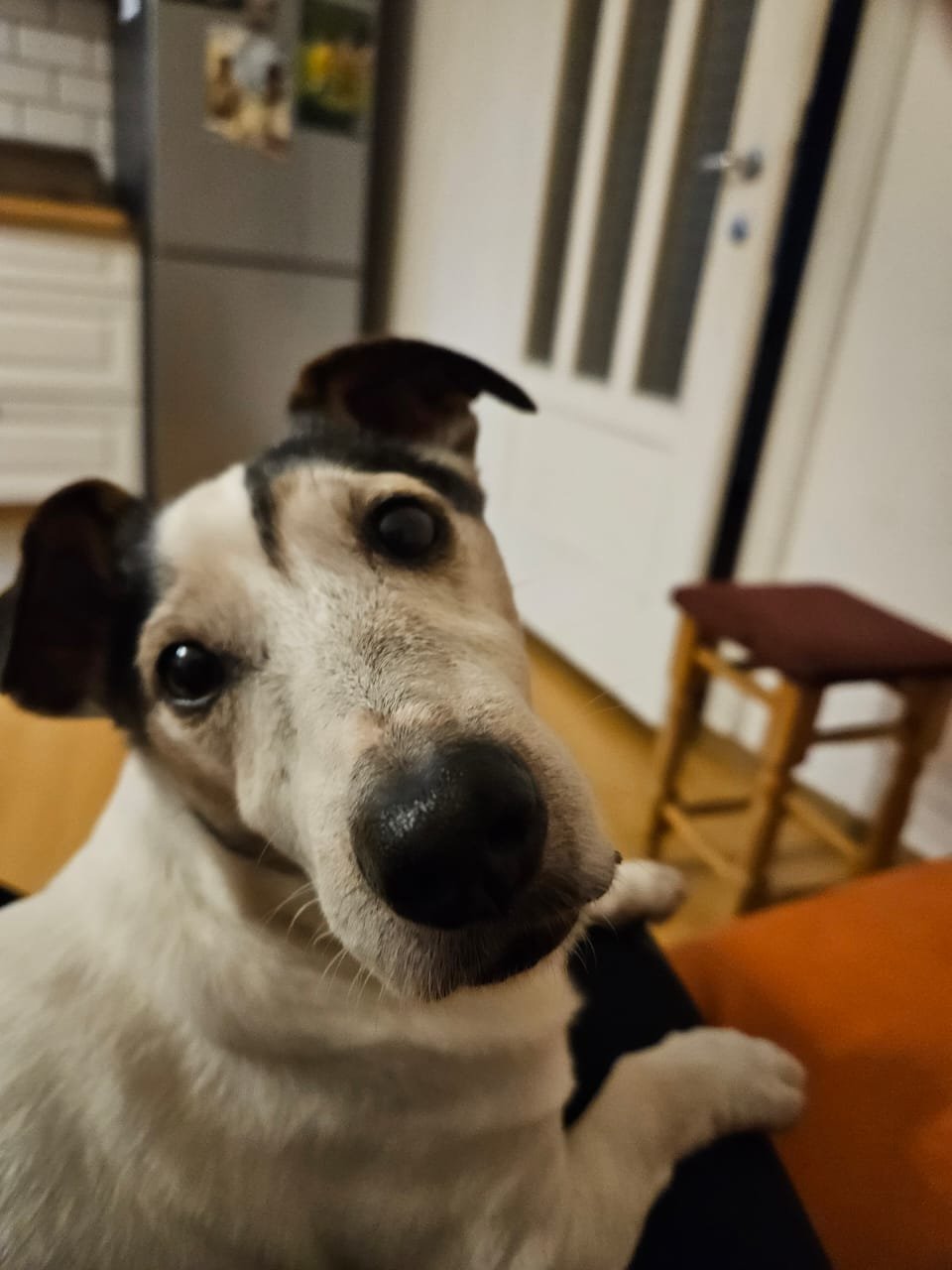 Close-up of a curious dog with a white and brown coat tilting its head in a home setting.
