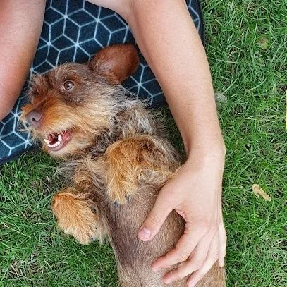 A small brown dog lying on its back, being petted by a person's arms on green grass.