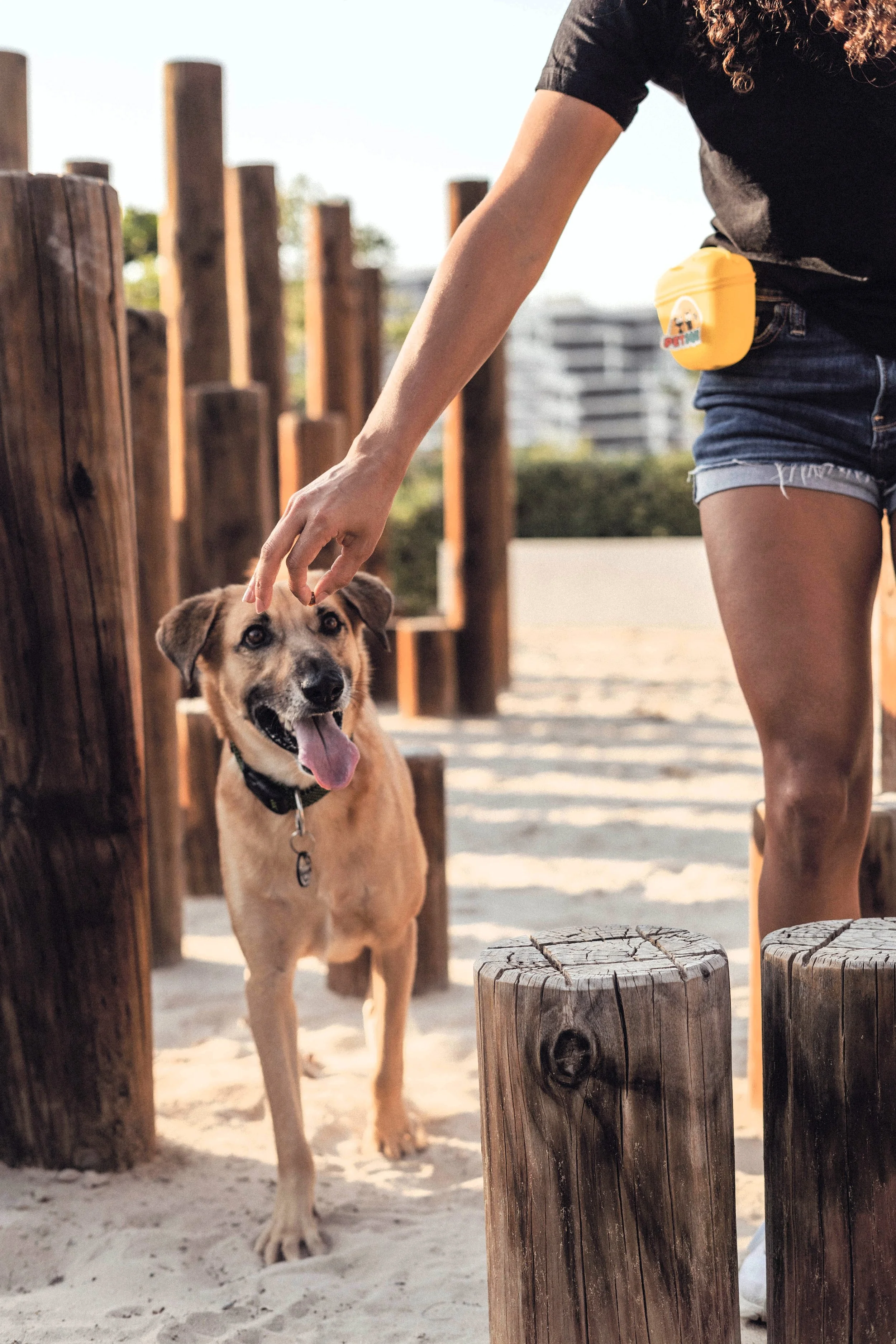 Person training a dog in a park with wooden structures.