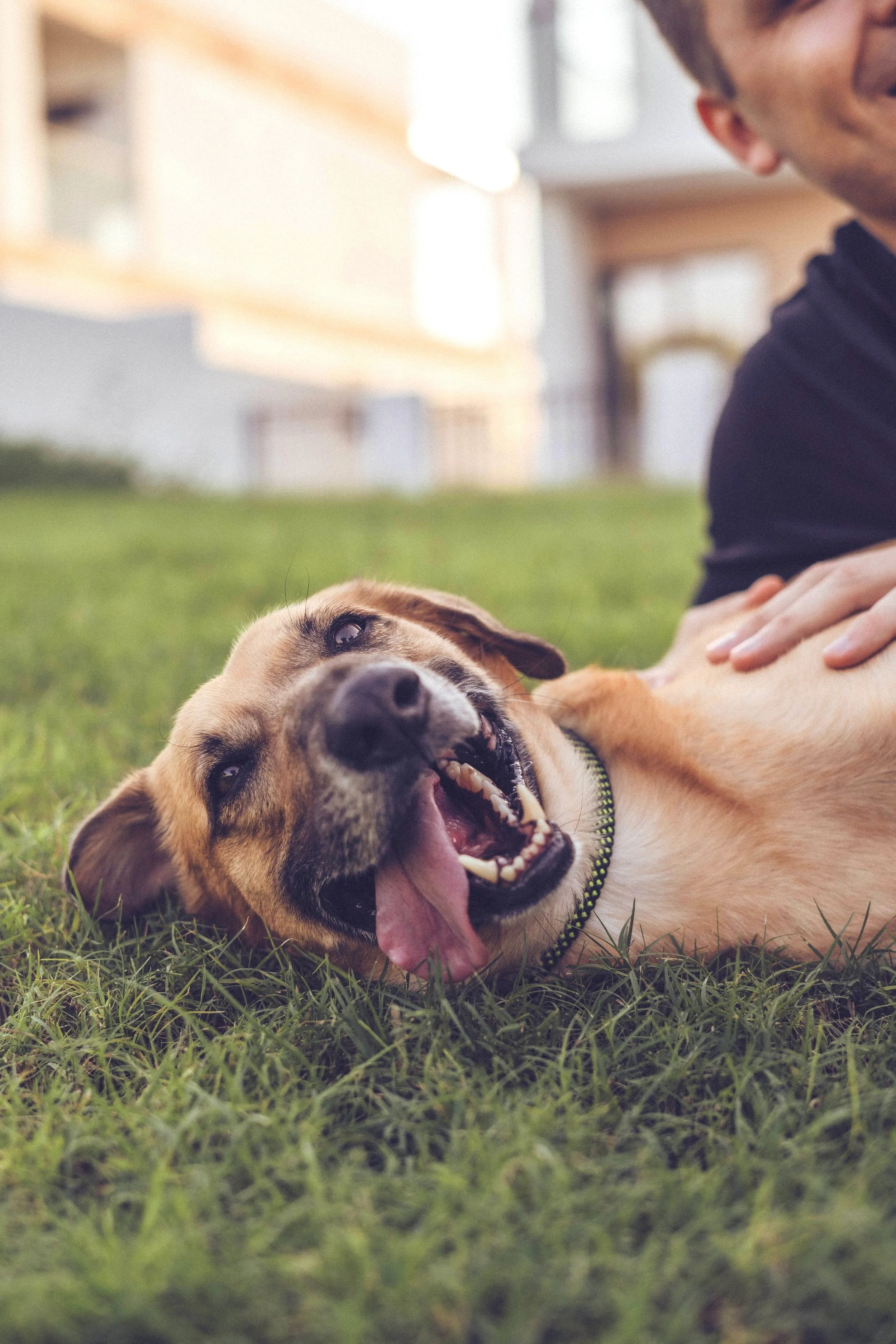Happy dog lying on grass with tongue out