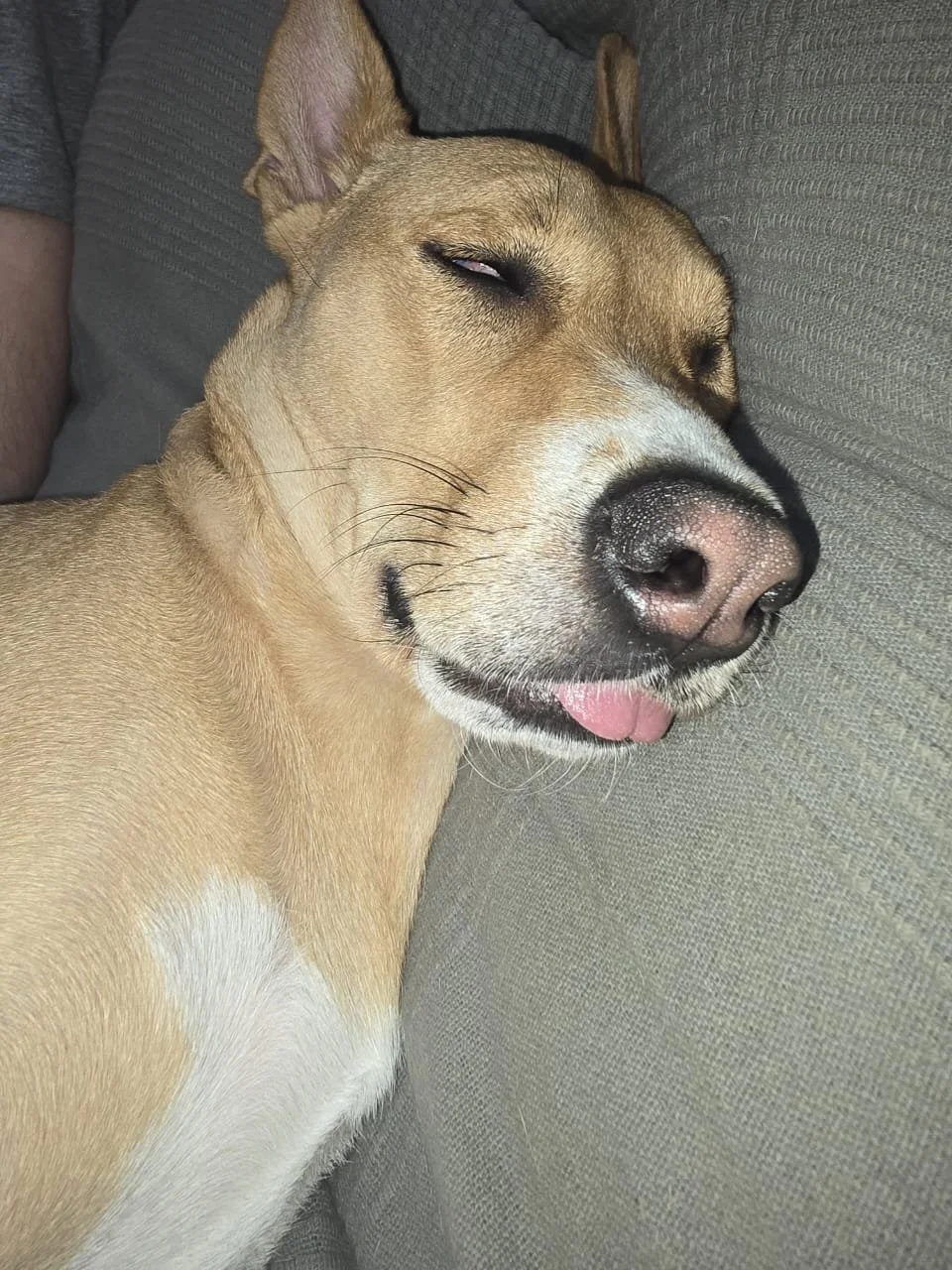 A brown and white dog sleeping on a couch with its tongue out.