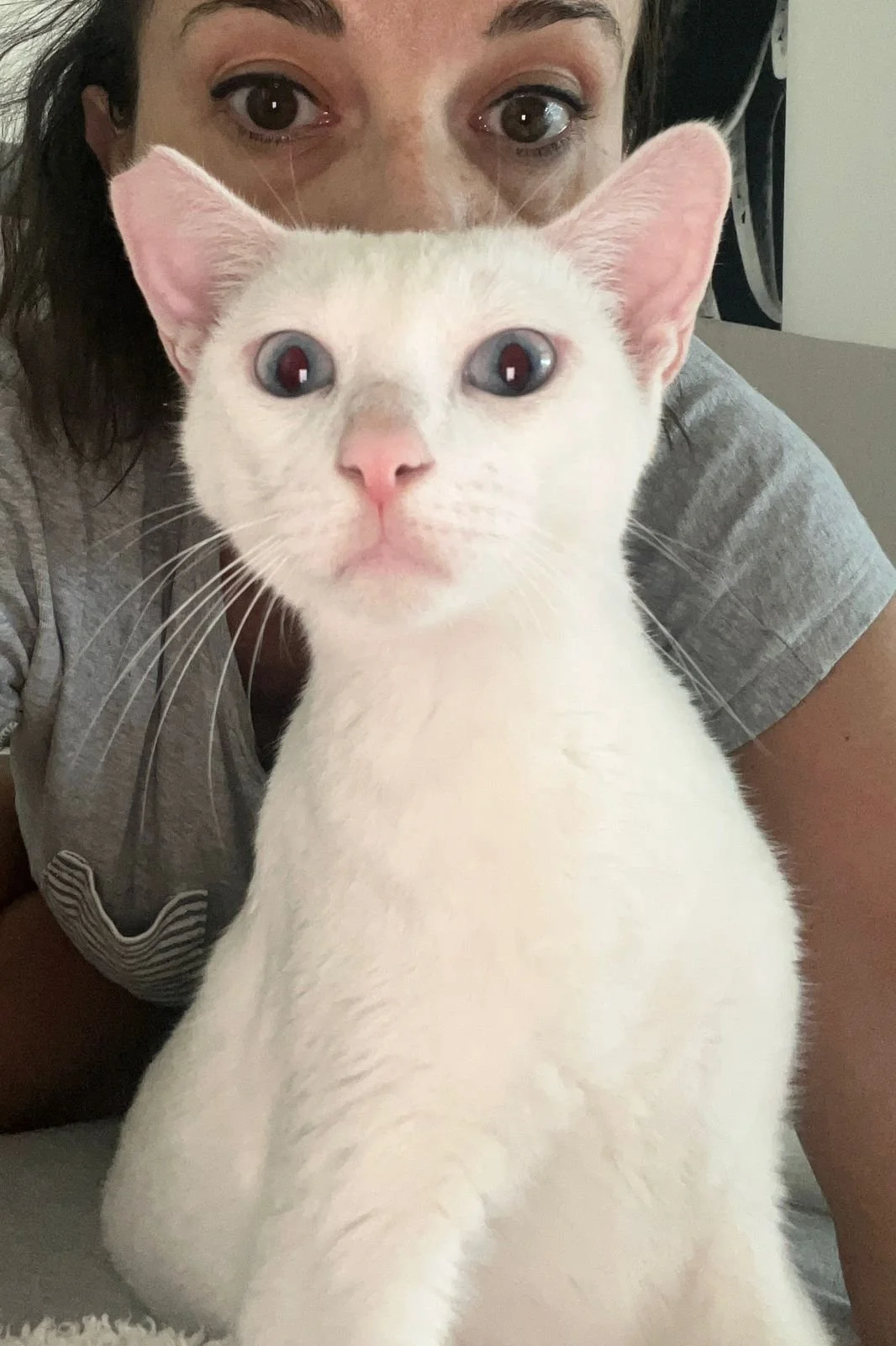 Close-up of a woman and a white cat with wide eyes and pink nose, both facing the camera.
