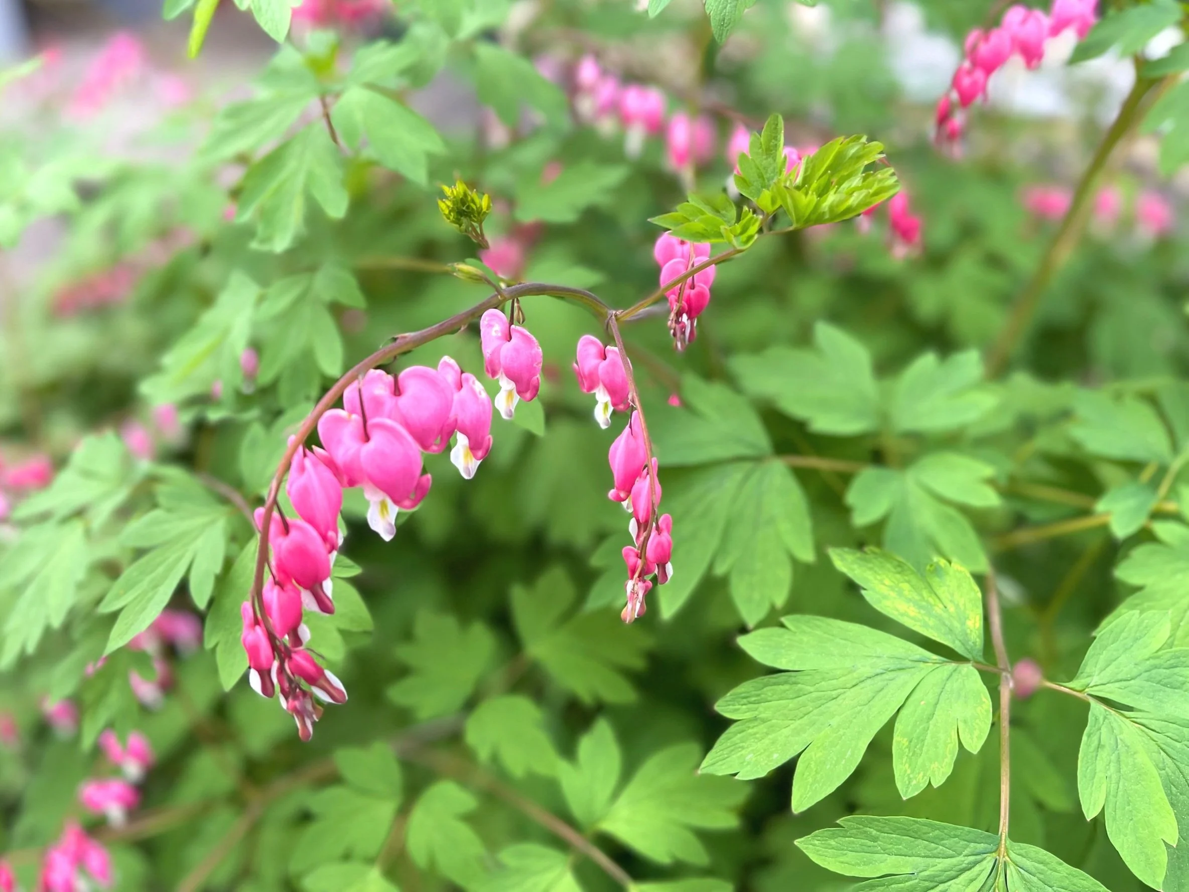 Tränendes Herz.jpg