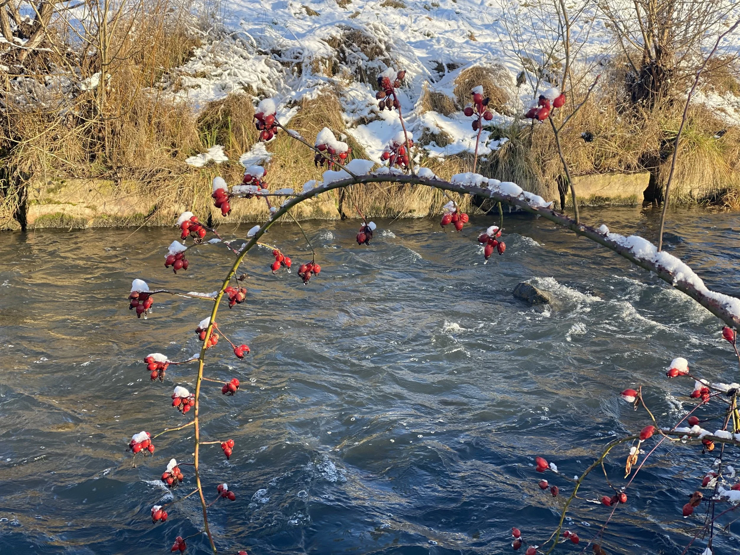 Berrenzweig mit Schneehaube.jpg