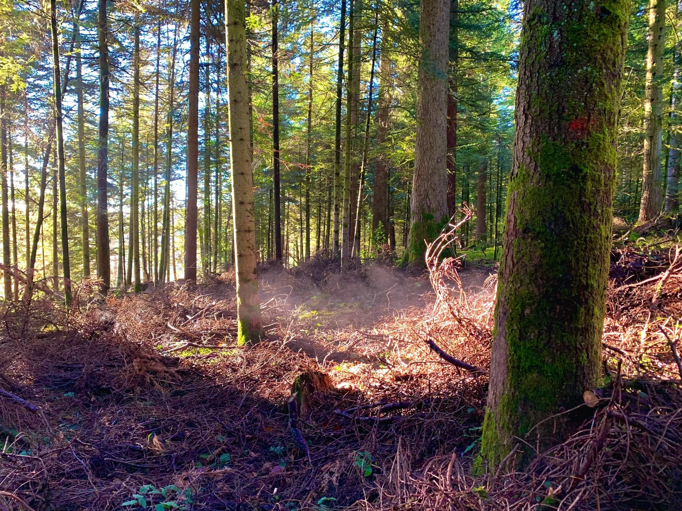 Morgensonne im Unterholz.jpg