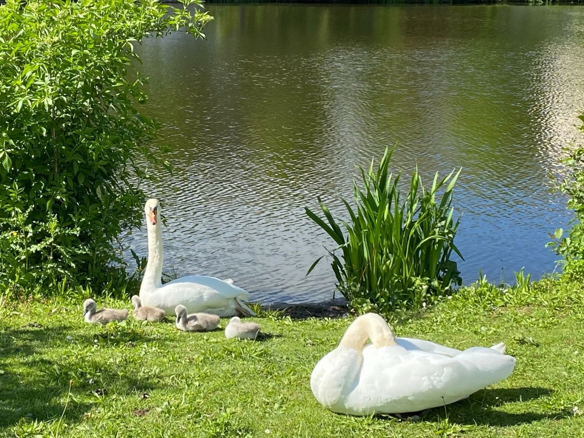 2 Schwäne mit Nachwuchs Anlagensee.jpg