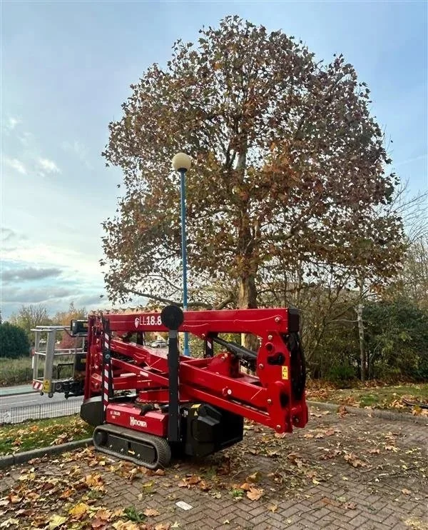 Howson Access crown reduction lifting and thinning