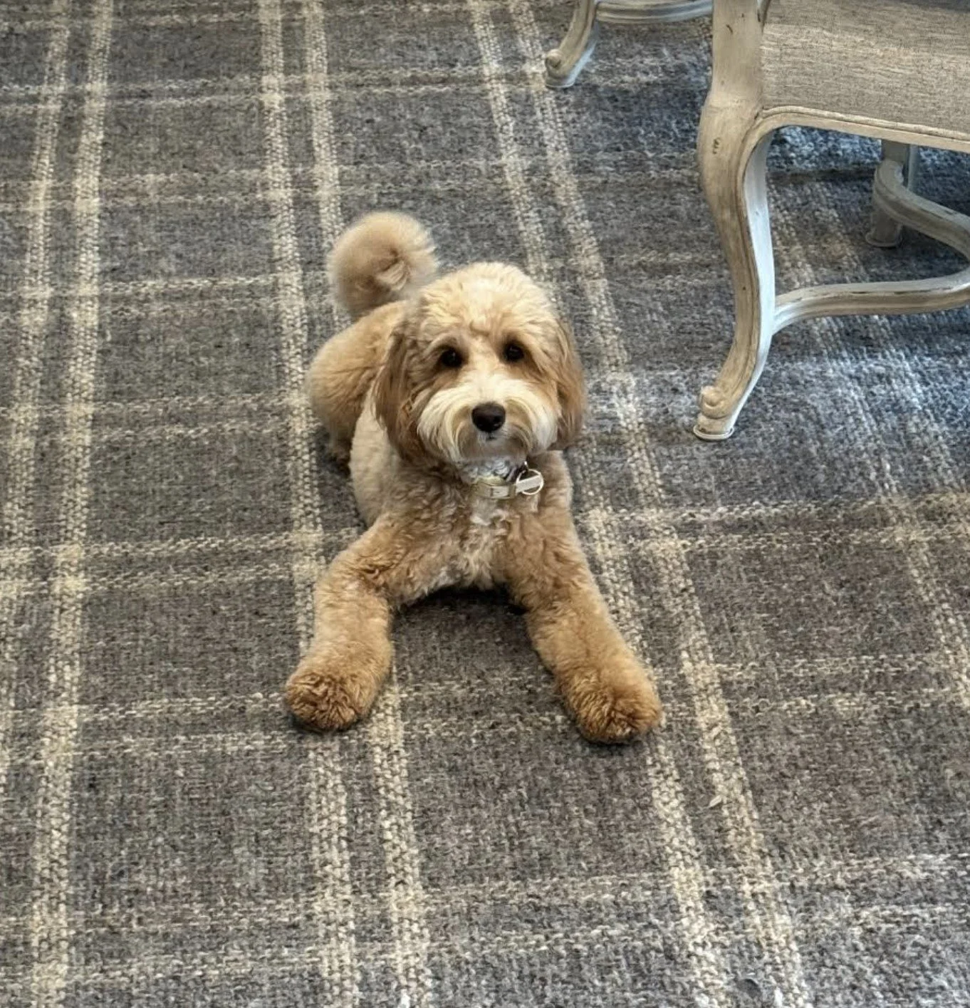 Loomie, one of our company mascots.