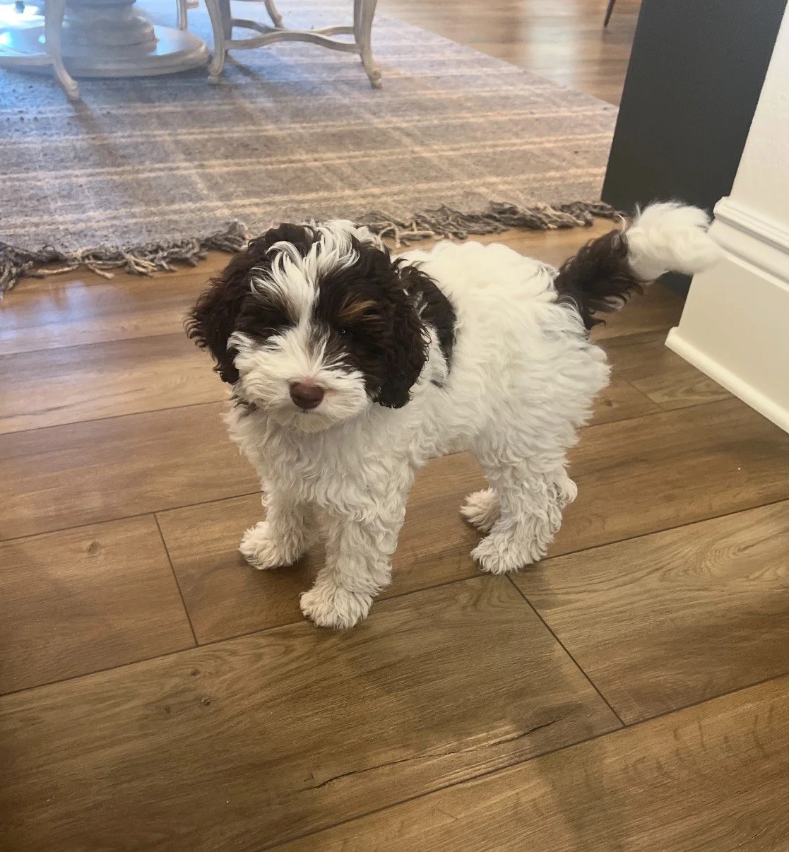 Bentley, one of our company mascots.