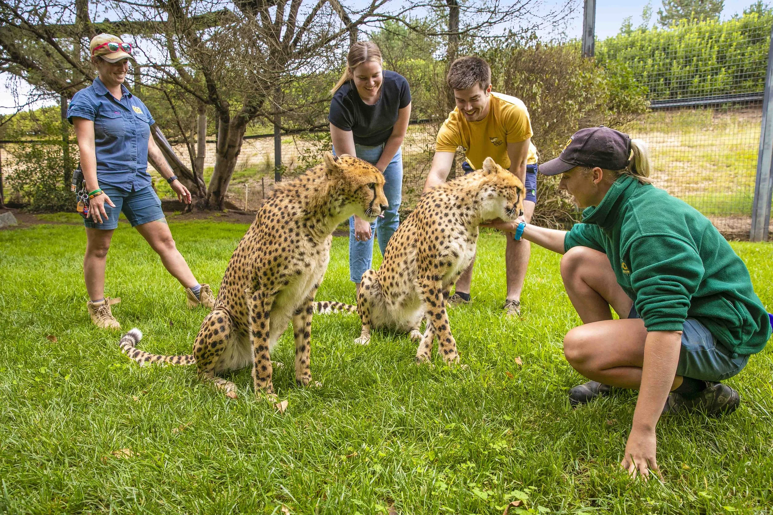 A cheetah experience at the National Zoo & Aquarium