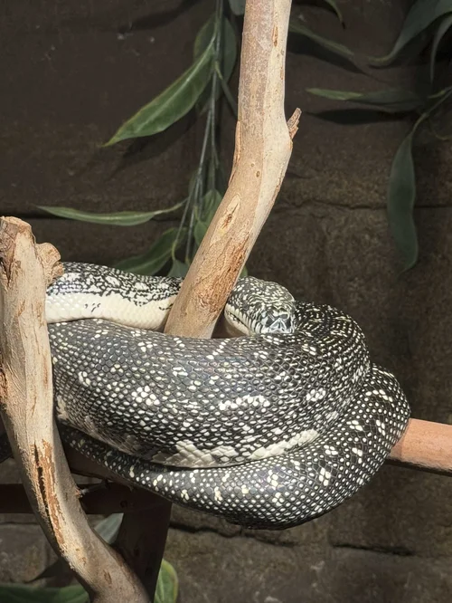 Diamond Python | Discover Wildlife Today — National Zoo & Aquarium