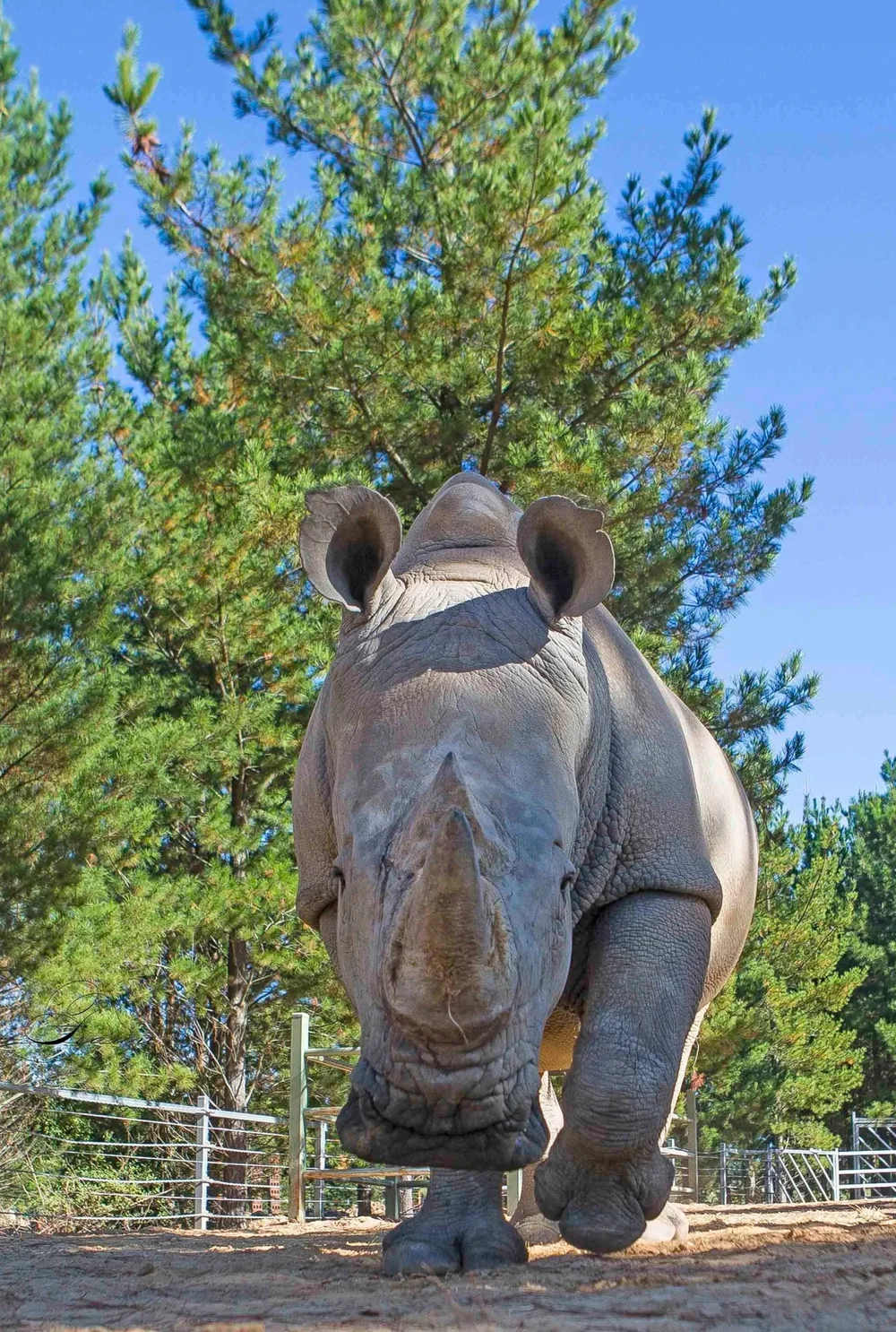 White Rho White Rhinoceros | Discover & Support White Rhinoceros — National Zoo ...