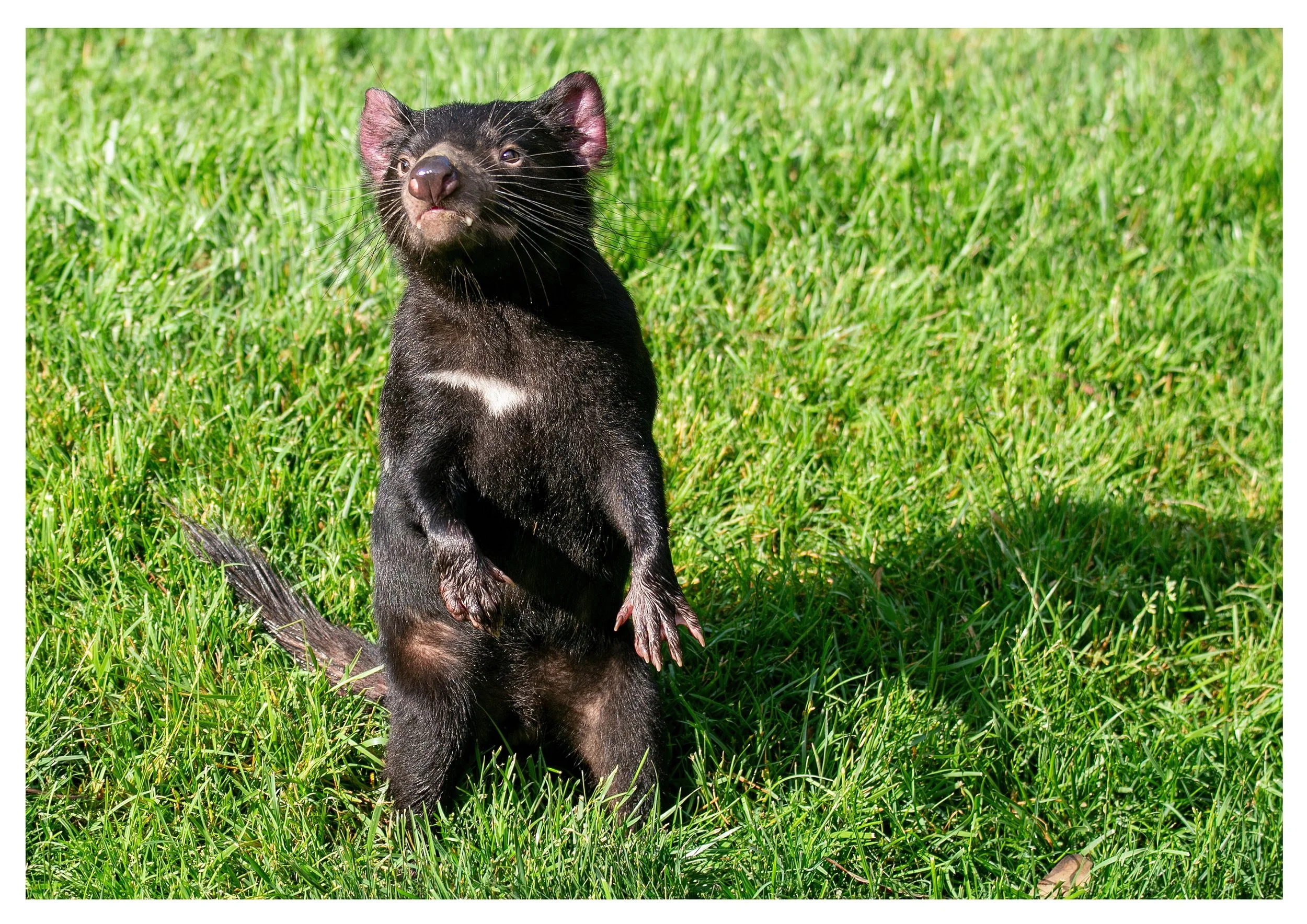 A black and white Tasmanian Devil standing in the grass looking around.