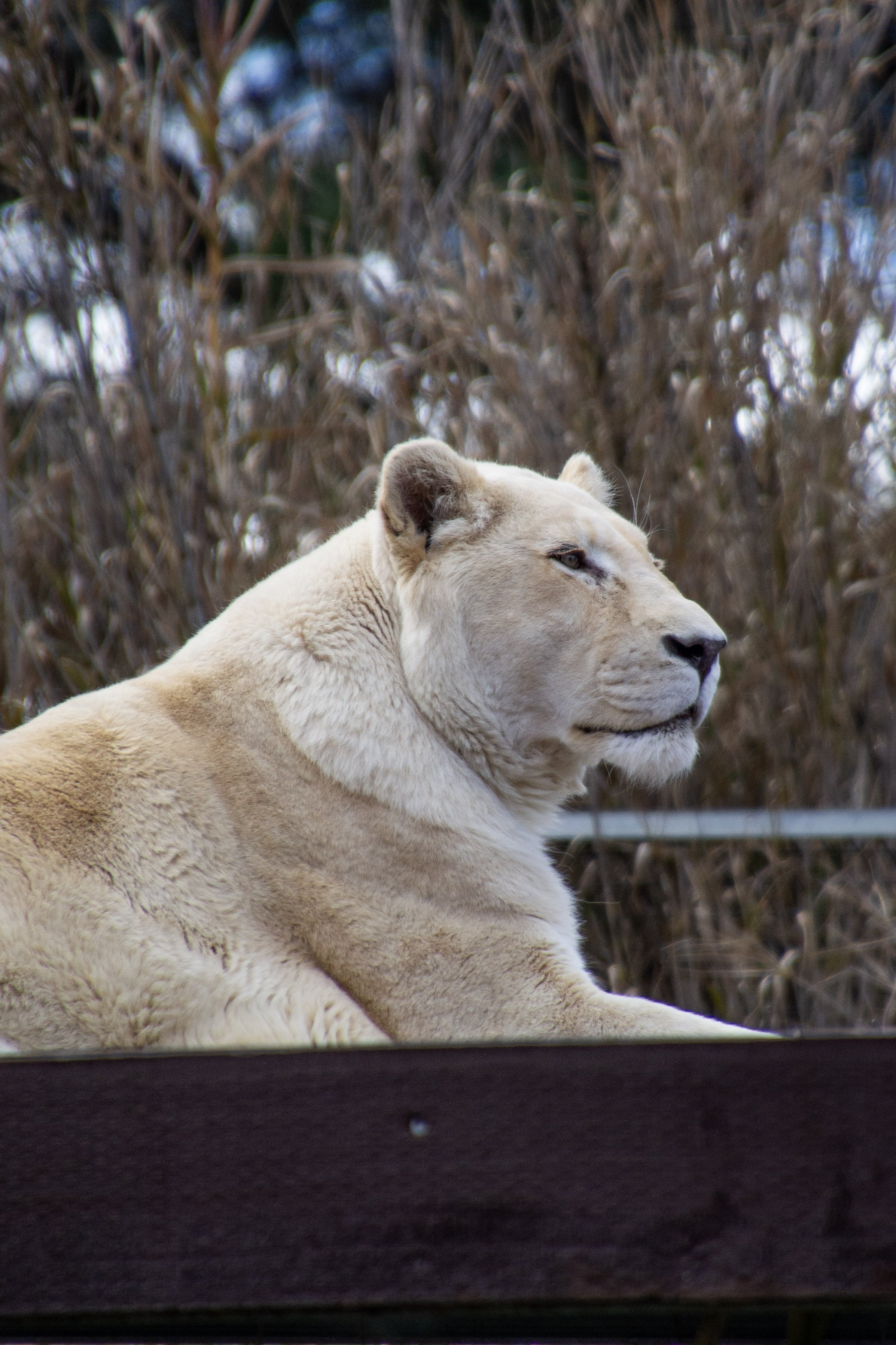 overlay : (heading)White Lion