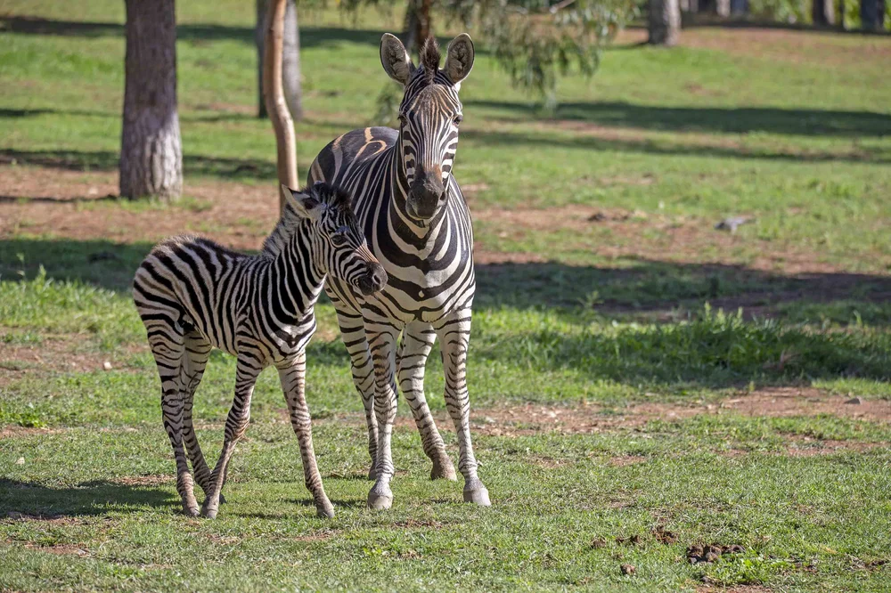 Zebra | Explore & Discover Today — National Zoo & Aquarium