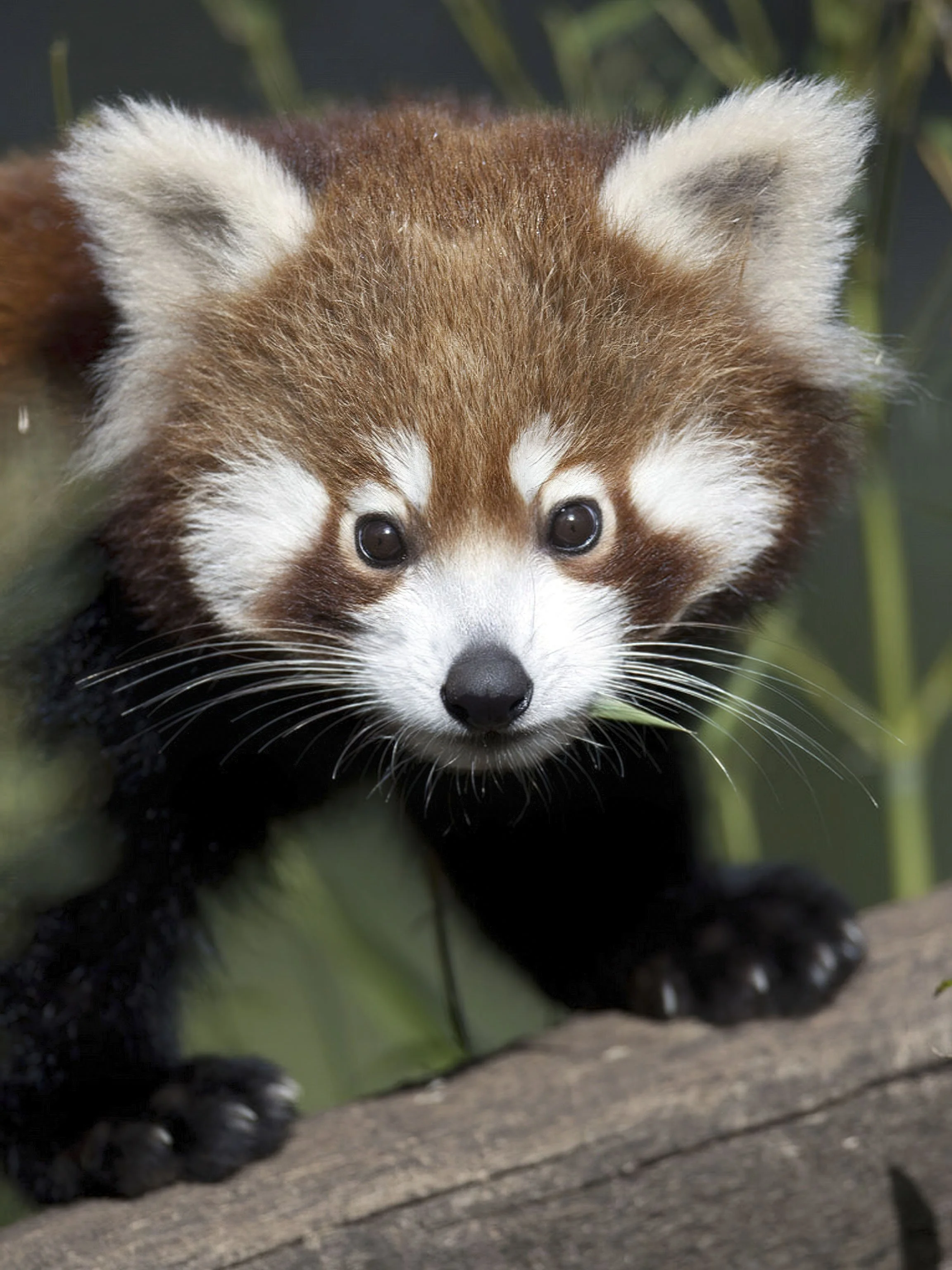 Red Panda | Discover & Visit Today — National Zoo & Aquarium