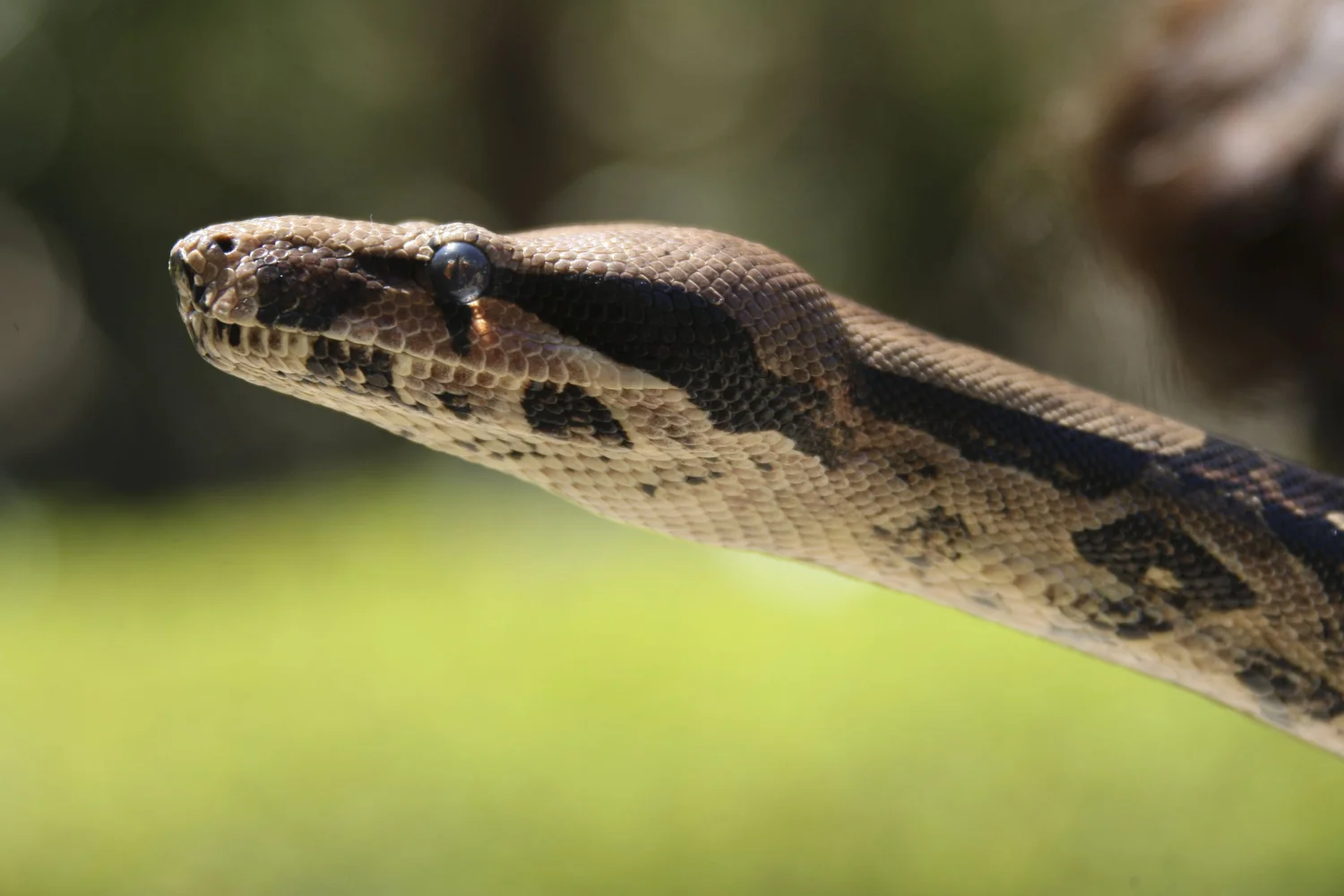 Red Tailed Boa Constrictor | Explore & Learn Today — National Zoo ...