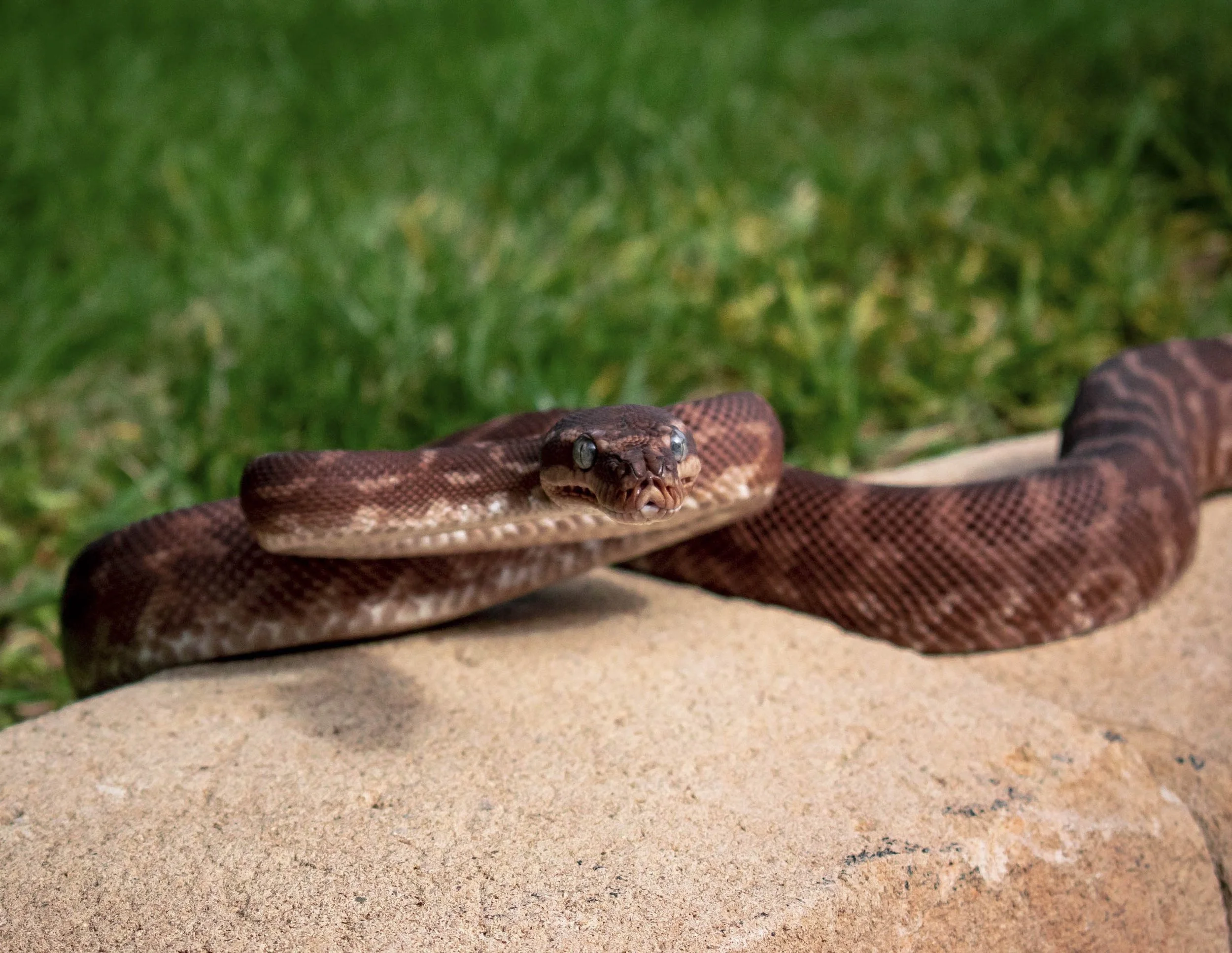 Saw Scaled Python Rough-scaled python | Discover & Visit Today — National Zoo & Aquarium