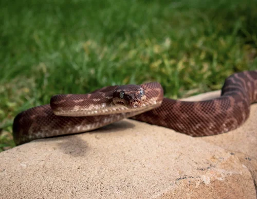 Rough-scaled python | Discover & Visit Today — National Zoo & Aquarium