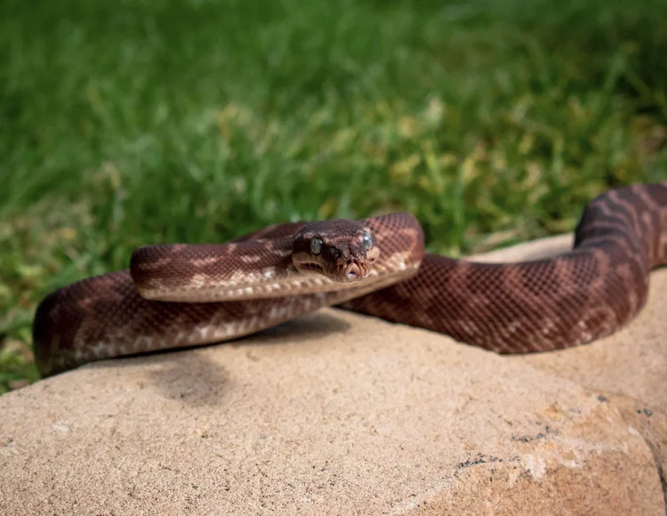 Rough-scaled python | Discover & Visit Today — National Zoo & Aquarium