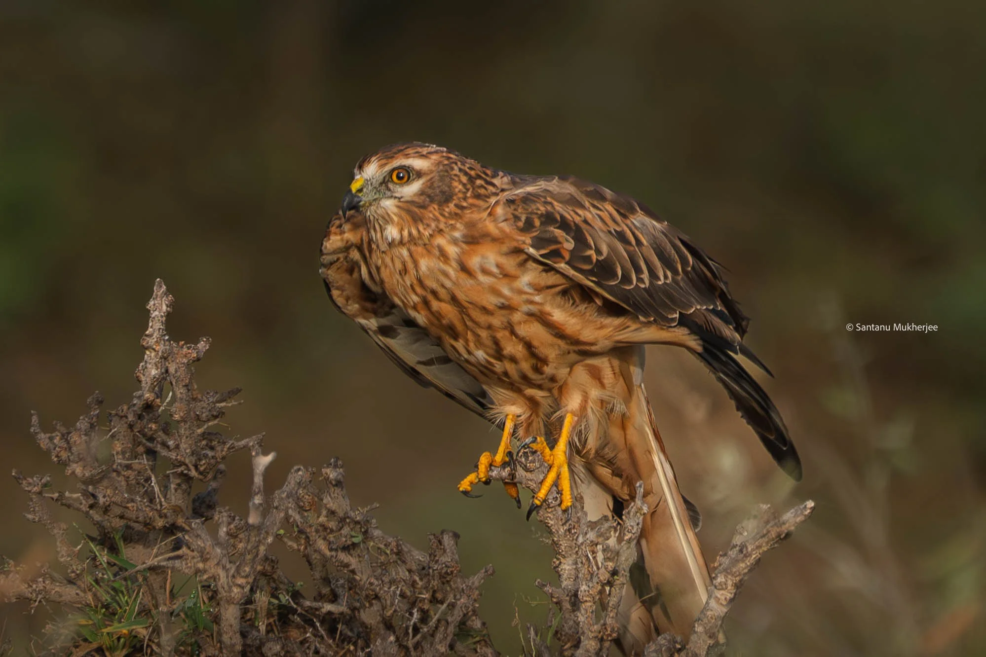 Montagues Harrier