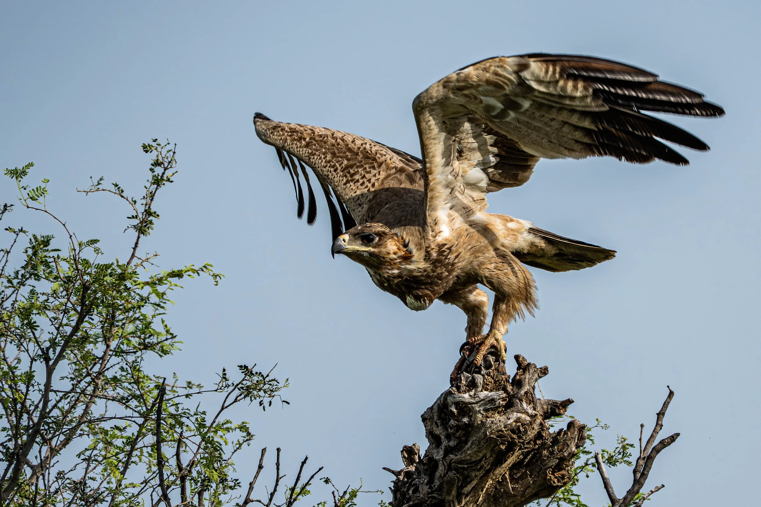Tal Chhapar: In Pursuit of Raptors