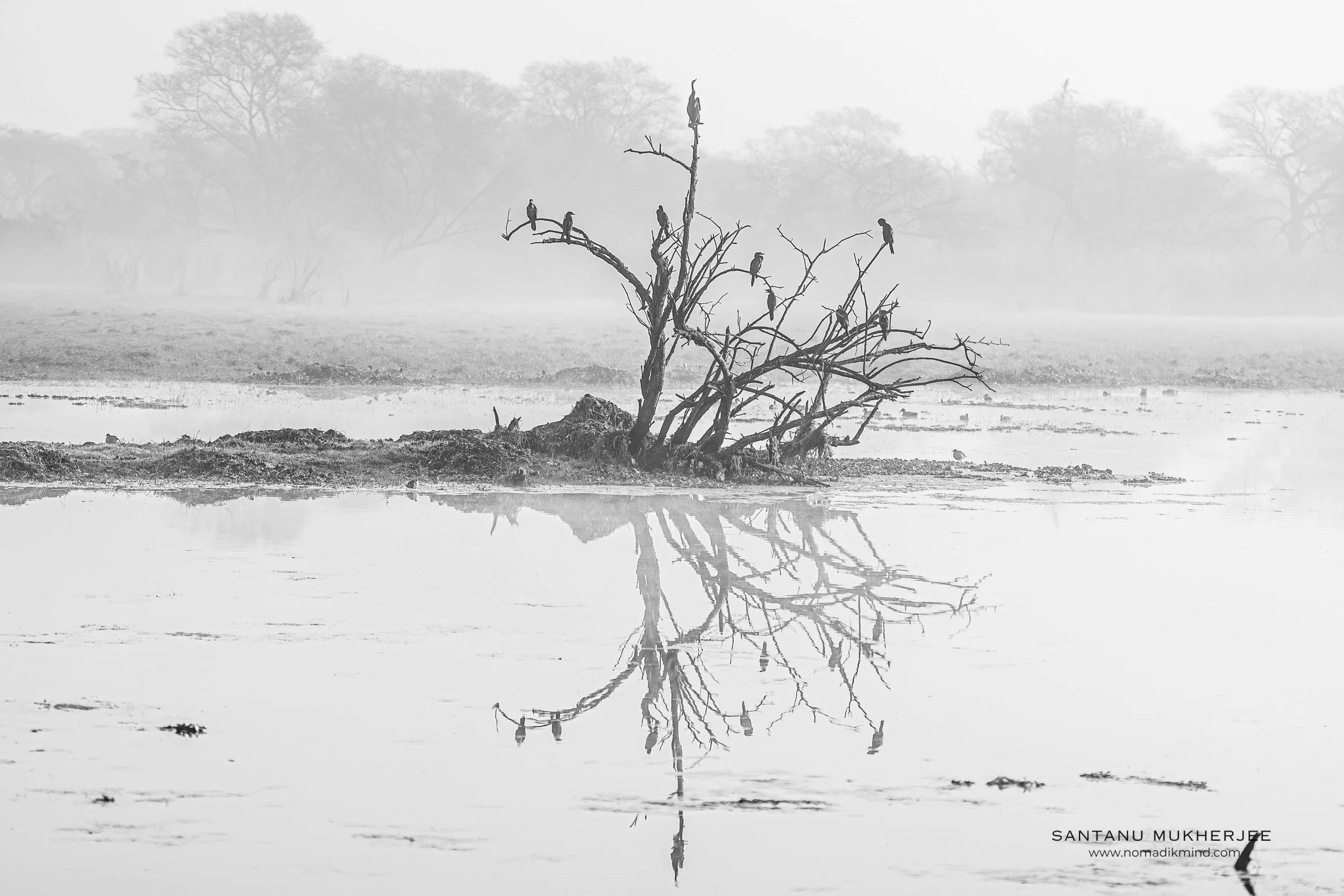 Framing Winter at Bharatpur