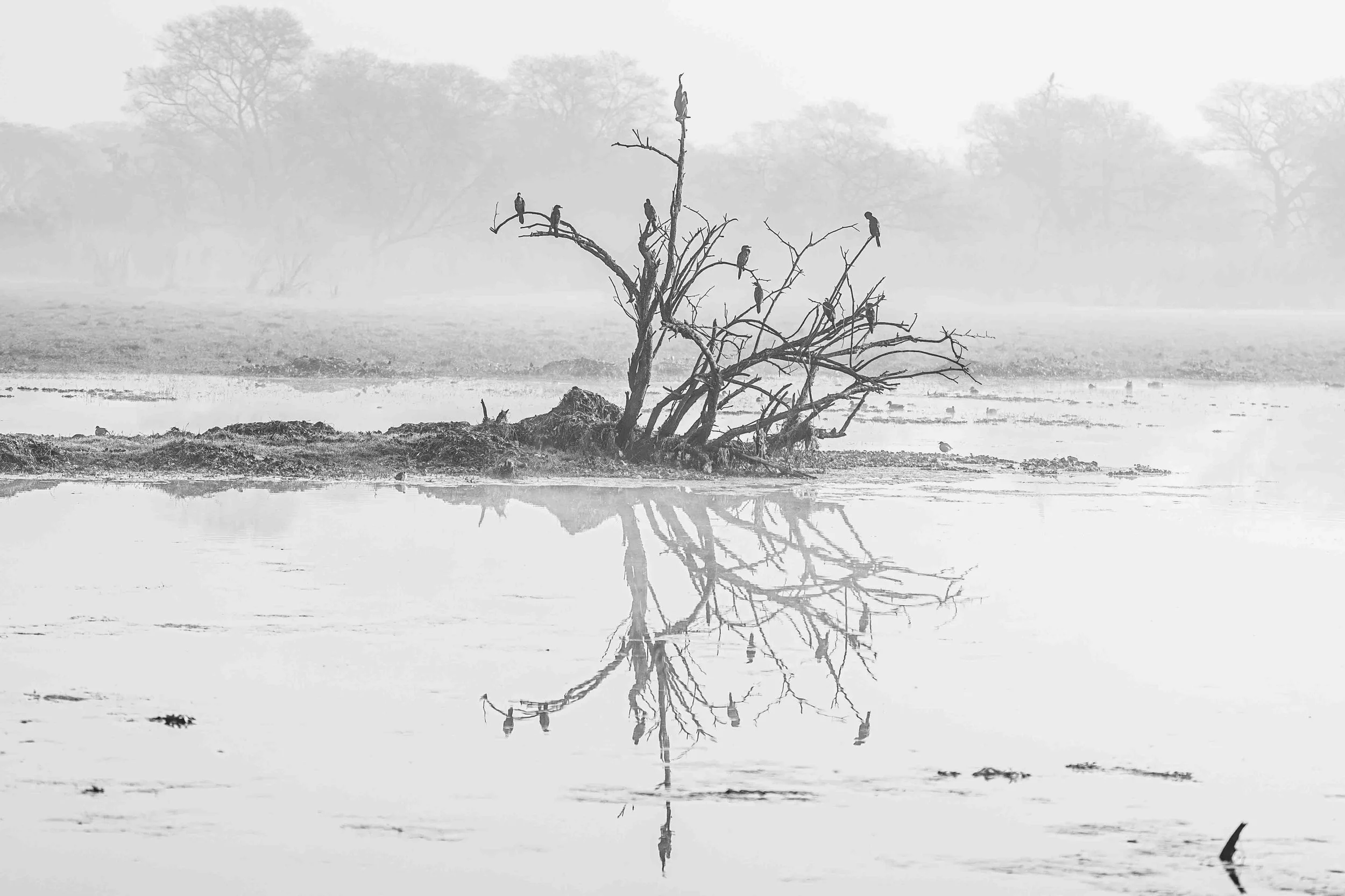 Framing Winter at Bharatpur