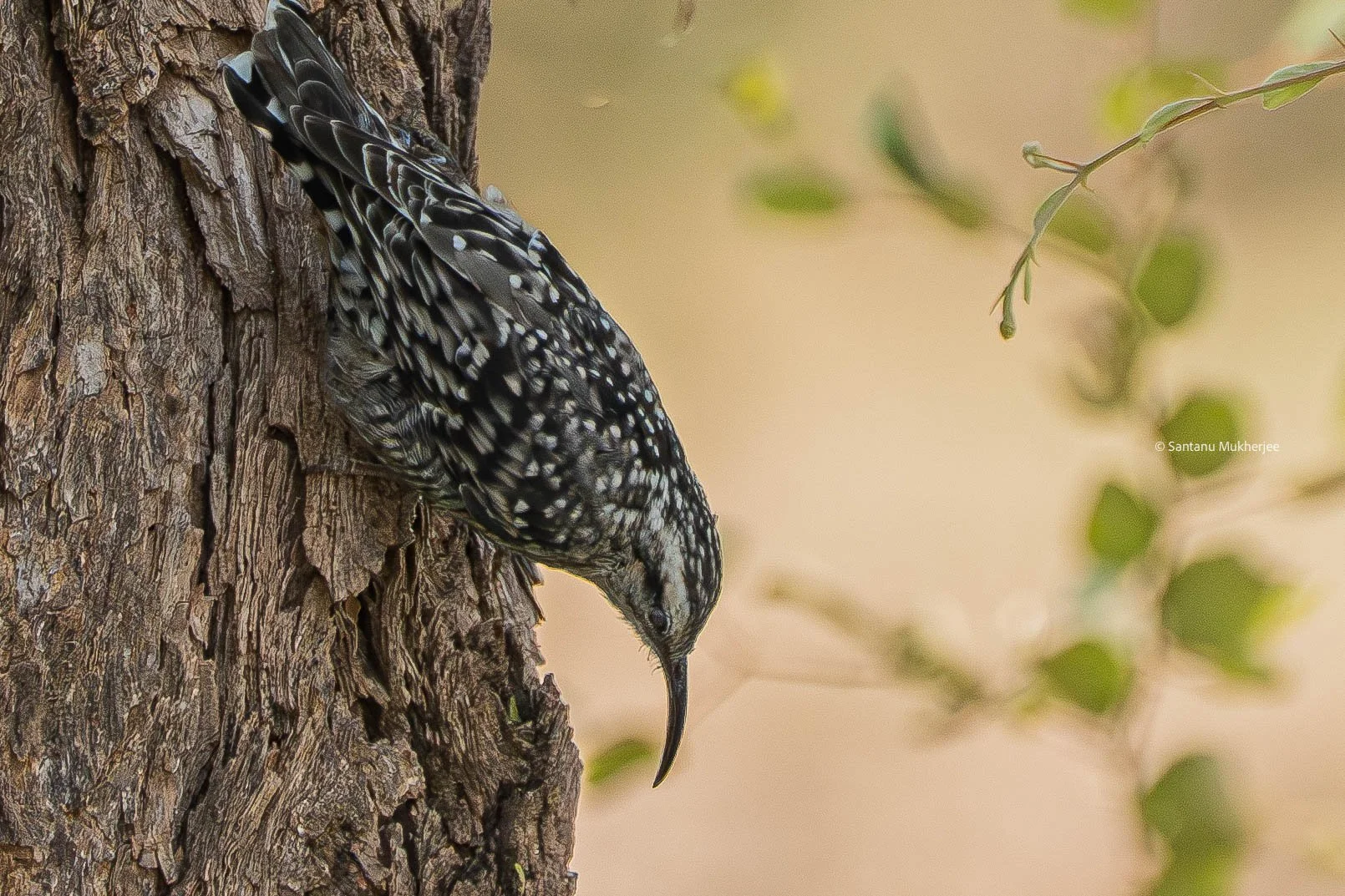 Indian Spotted Creeper