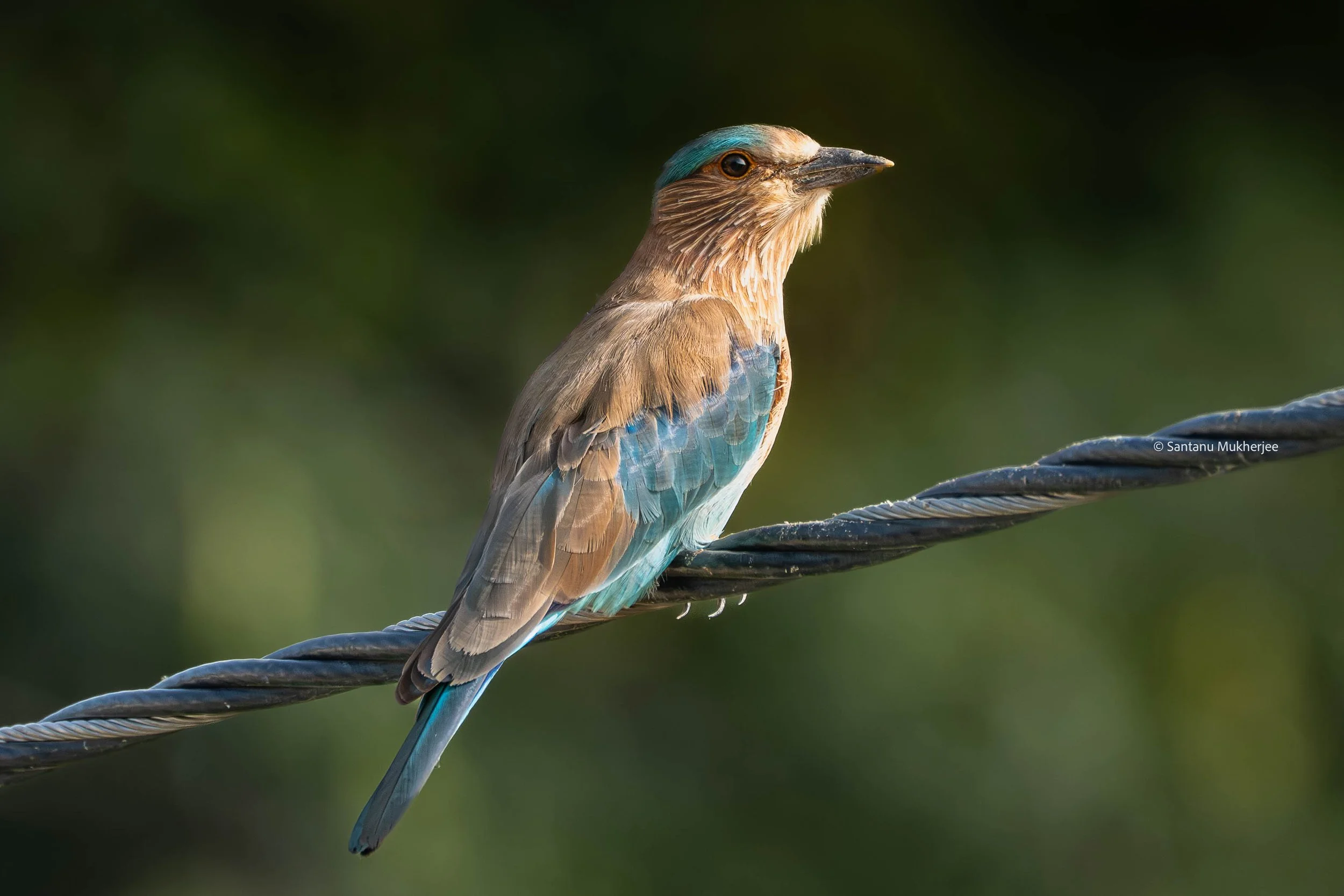 Indian Roller