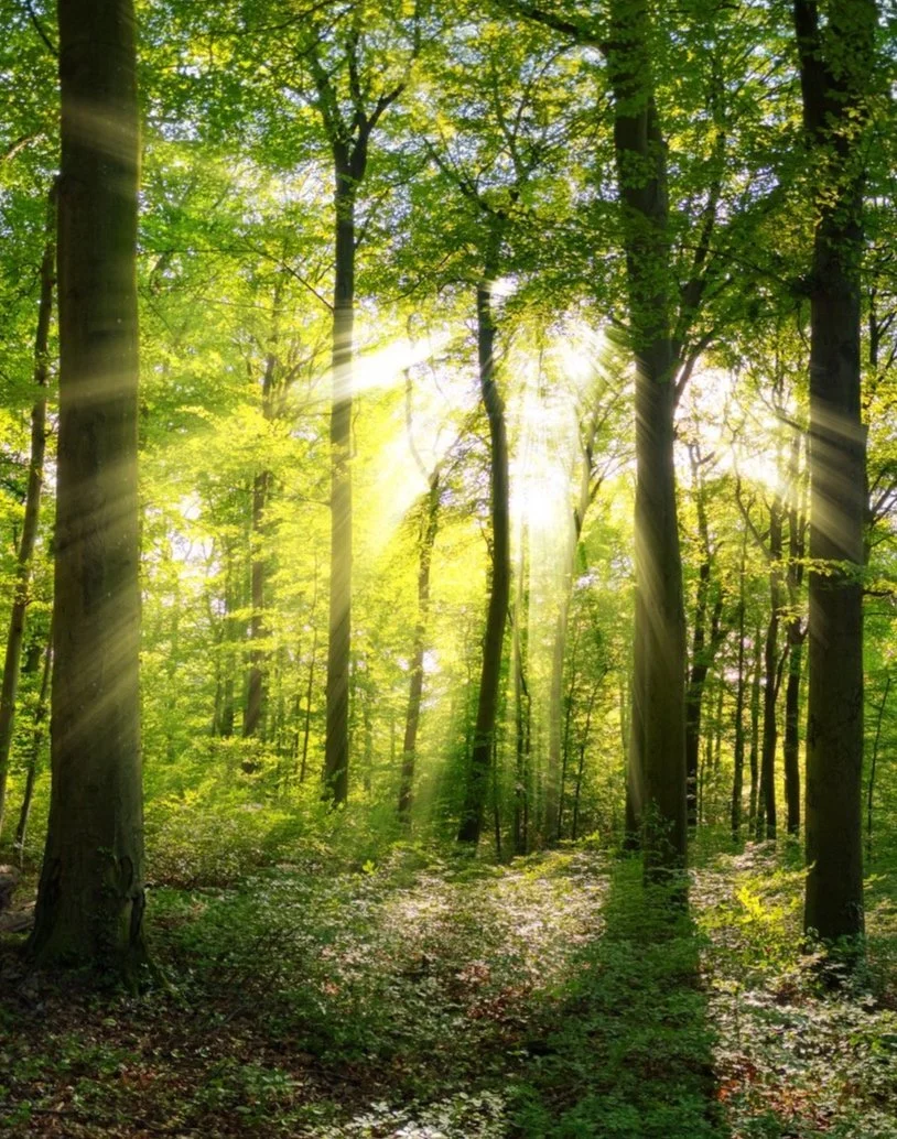 How Homeopathy Can Help Introverts Feel More Grounded, Resilient And At Ease