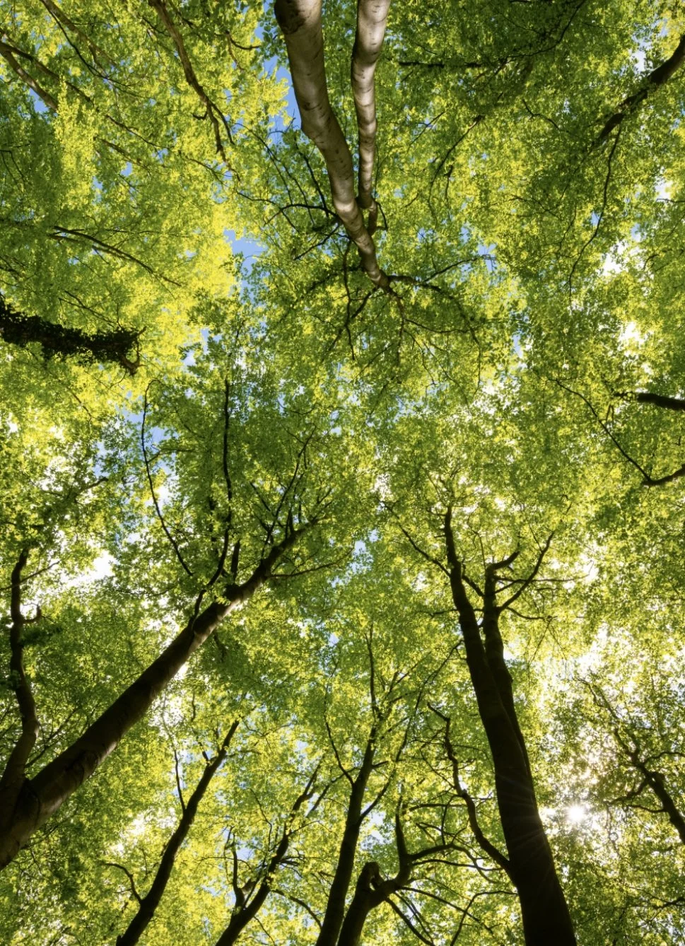 Homeopathy For Anxiety: A Natural Approach to Relief</span>