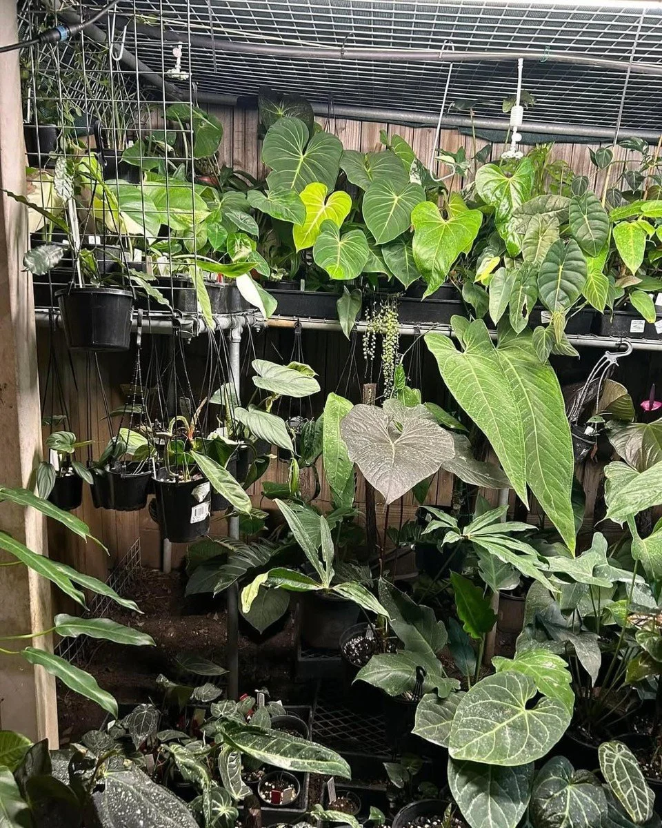 Reposted from @plantyandy
The lovely view outside from the dining table ๐ฟ
To quote John and Genny Catalan: “An enjoyable nightmare” which I think fits pretty well ๐๐๐ #aroidsocietyau