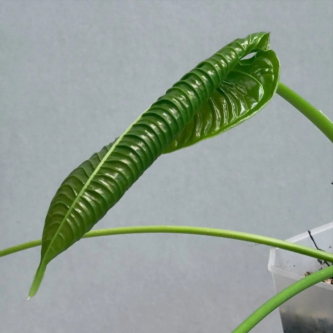 Reposted from @therareplantclub
Anthurium Veitchii ( wild form)
#anthurium #anthuriumlovers๐ฑ #anthuriumveitchii #aroid #aroidaddicts #aroidlover #aroidsociety #aroidsocietyau #aroidsocietyofaustralia #plants #plantgeeks