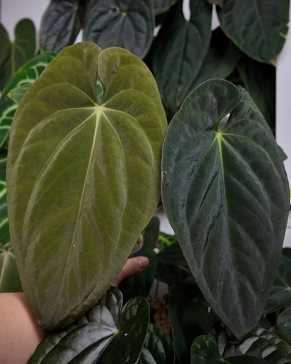 Reposted from @bills.greendiary
๐ชด: Anthurium Black Cherry Mummified from @plantska_au ๐ This one is growing so fast now. Such an easygoing one and also so sexy ๐ฅฐ Yes I’m using last year photo. That new leaf has hardened and is gorgeous ๐
.