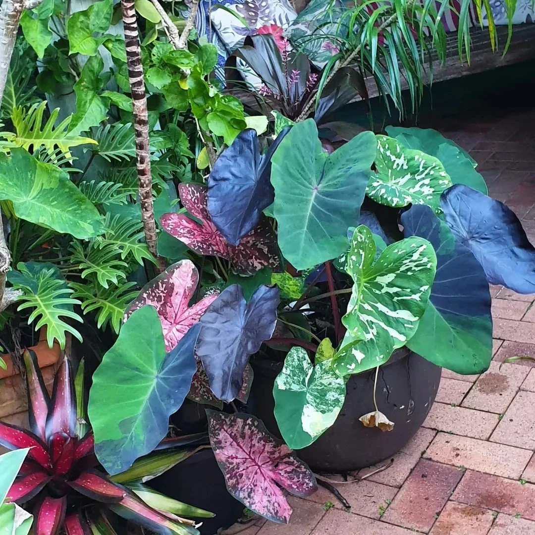 Reposted from @mssandradarling
A pot of Colocasia looking pretty at the moment ๐ฟ๐
#colocasia #tropicalfoliage #leaflover #tropicalplants #colocasiaconnoisseur #colocasiacollector #aroidlover #aroidaddicts #aroidsocietyau