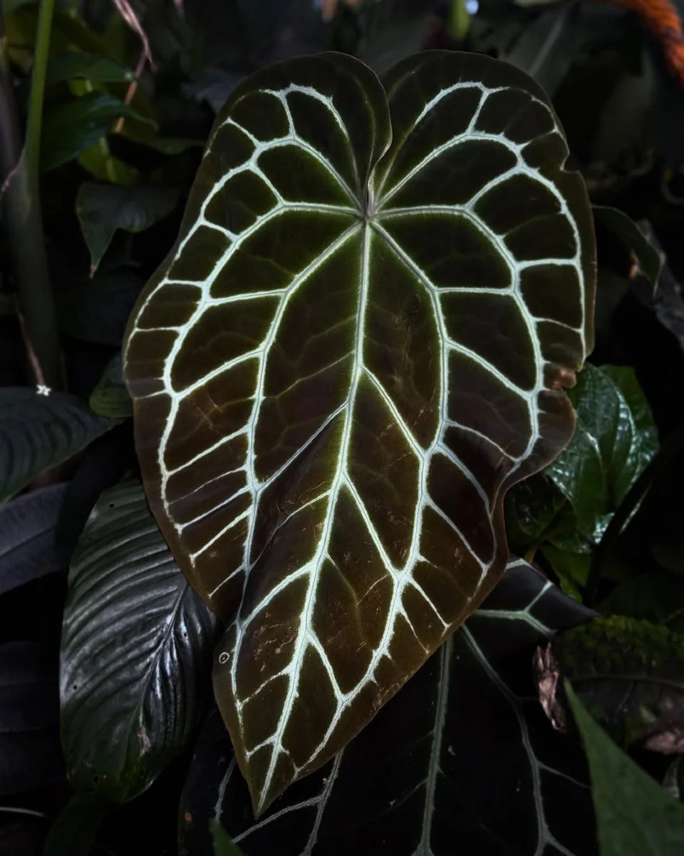 Reposted from @photosyntherhys
Cool change brings new growth โจ
โ โ โ โ โ โ โ โ โ
๐ฑ
โ โ โ โ โ โ โ โ โ
Plants:
• Anthurium crystallinum
โ โ โ โ โ โ โ โ โ
๐ฑ
โ โ โ โ โ โ โ โ โ
1w
#araceae #aroid #aroids #plant #plants #brisbane #botanicgarden #botanicalgarden #aroidsocietyau #a