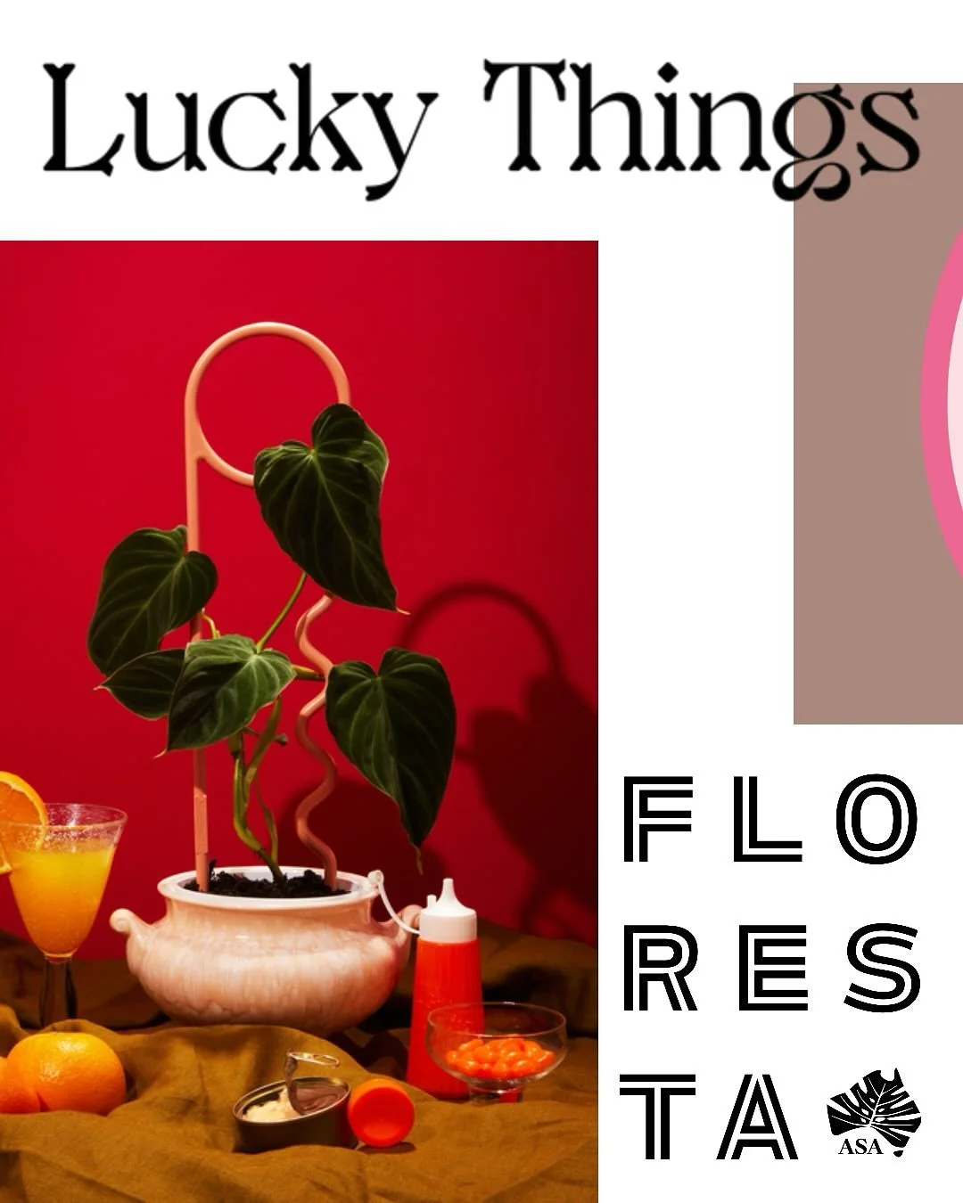 FLORESTA STALLHOLDER SPOTLIGHT:
@youluckythings
Colourful plant support pins made from 100% recycled milk bottles, find them within the @habit_plants stall
More information at https://www.aroids.net/florestamelbourne-2025
Tickets available via th