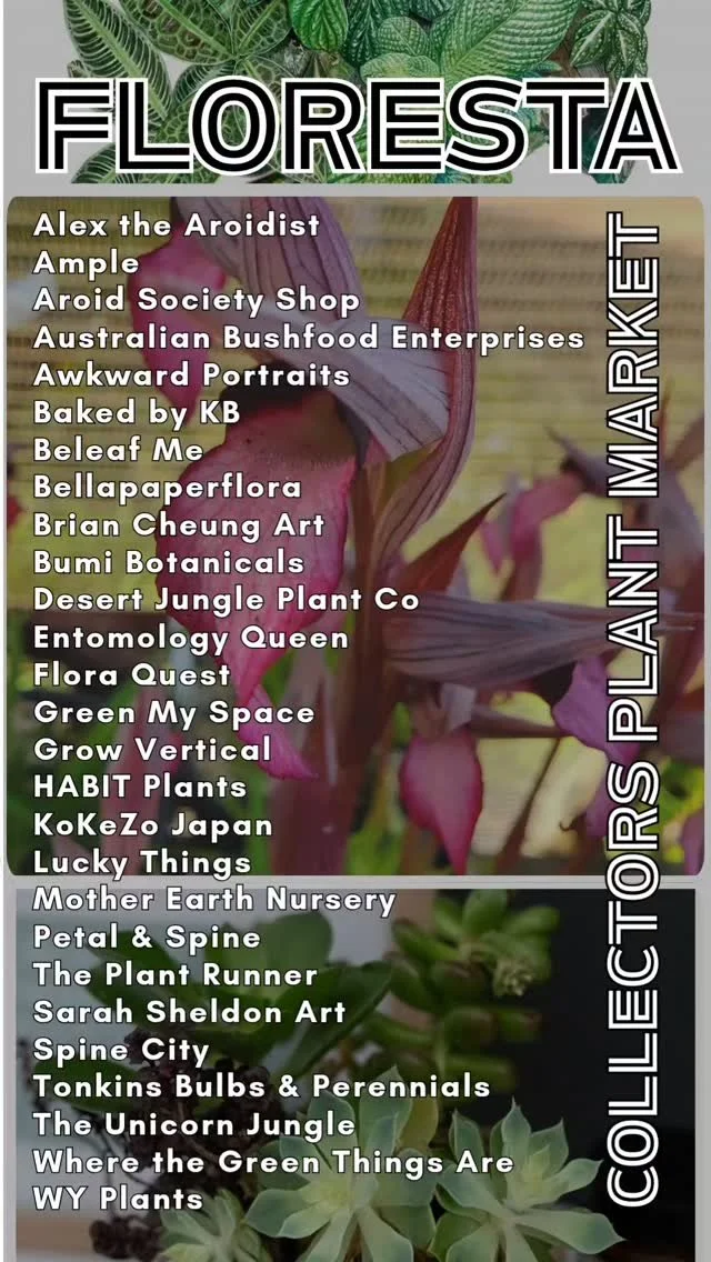 Floresta Melbourne: proudly presented by @aroidsocietyau
Melbourne's premier collector's plant market is on October 25 & 26 at Coburg Town Hall. Early bird tickets go into the draw to win a $50 Floresta voucher to spend with any of our stallhold