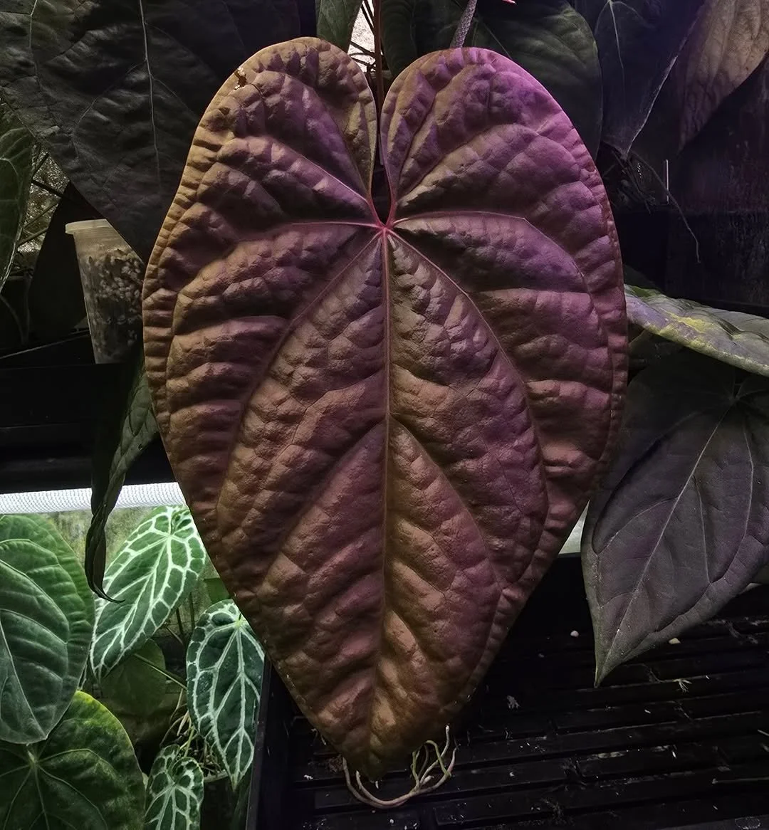 Reposted from @dark.velvet.aroids
AOS x Luxurians this is such a gorgeous emergent which hardens off to an almost black leaf, I have a few nice ideas for future breeding with this one.
#anthuriumaceofspades #anthuriumaoshybrid #anthurium #anthurium