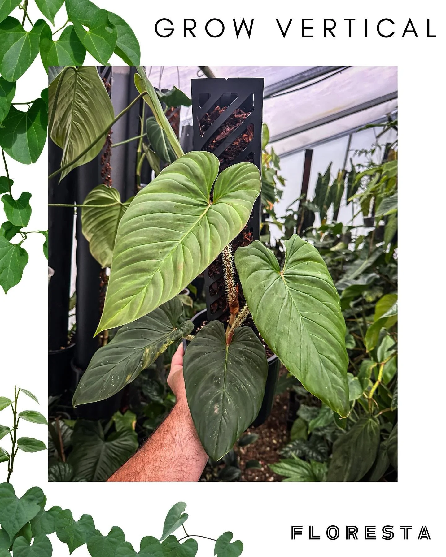 FLORESTA STALLHOLDER SPOTLIGHT:
@grow.vertical
Tim brings the biggest philodendrons you’ll ever see, along with his world famous support poles and premium tree fern fibre.
More information at https://www.aroids.net/florestamelbourne-2025
Tick