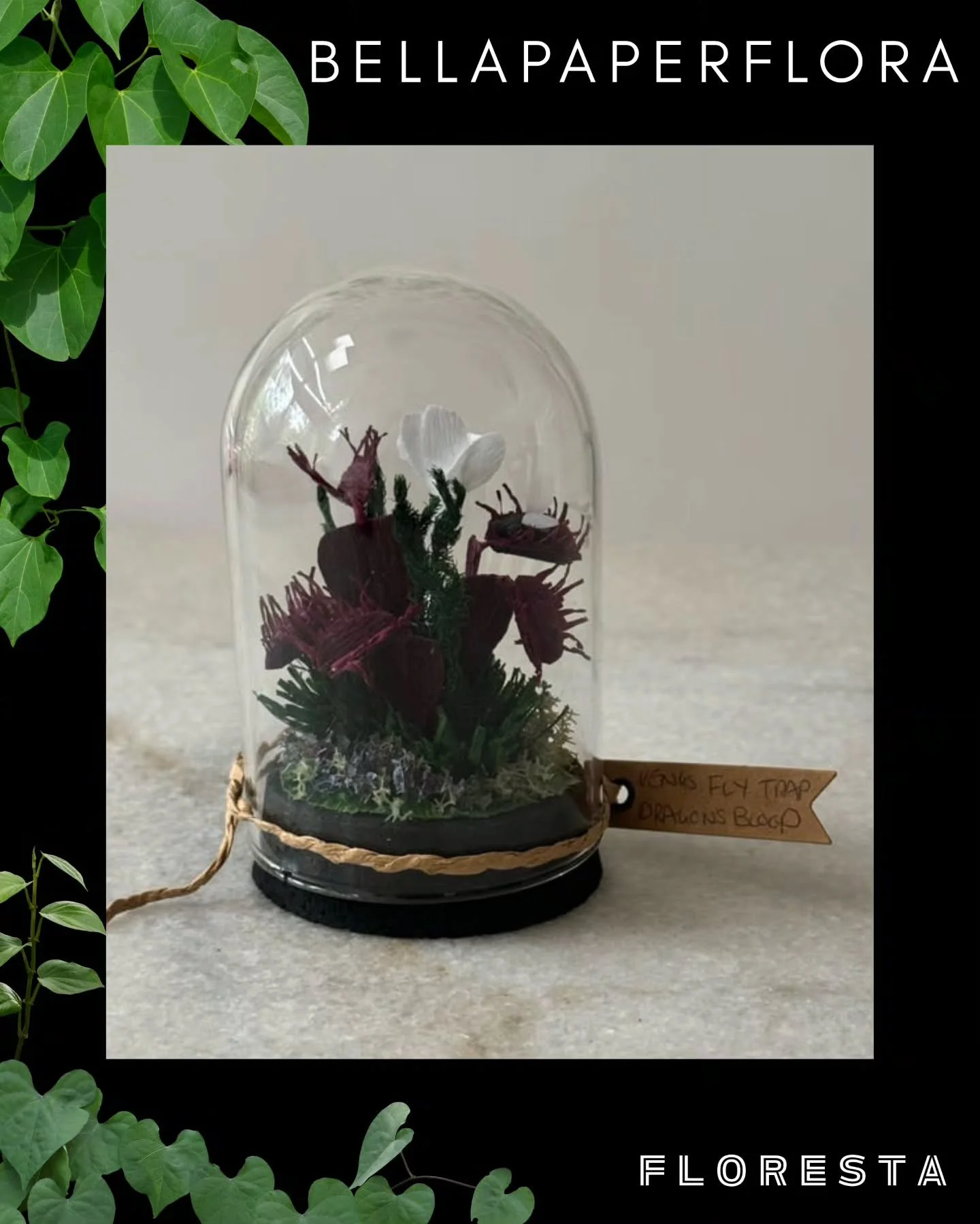 FLORESTA STALLHOLDER SPOTLIGHT:
@bellapaperflora
Perfectly constructed forever-botanicals, made meticulously from paper.
@aroidsocietyau #bellapaperflora #botanicalart #florestamelbourne #florestadetropical
