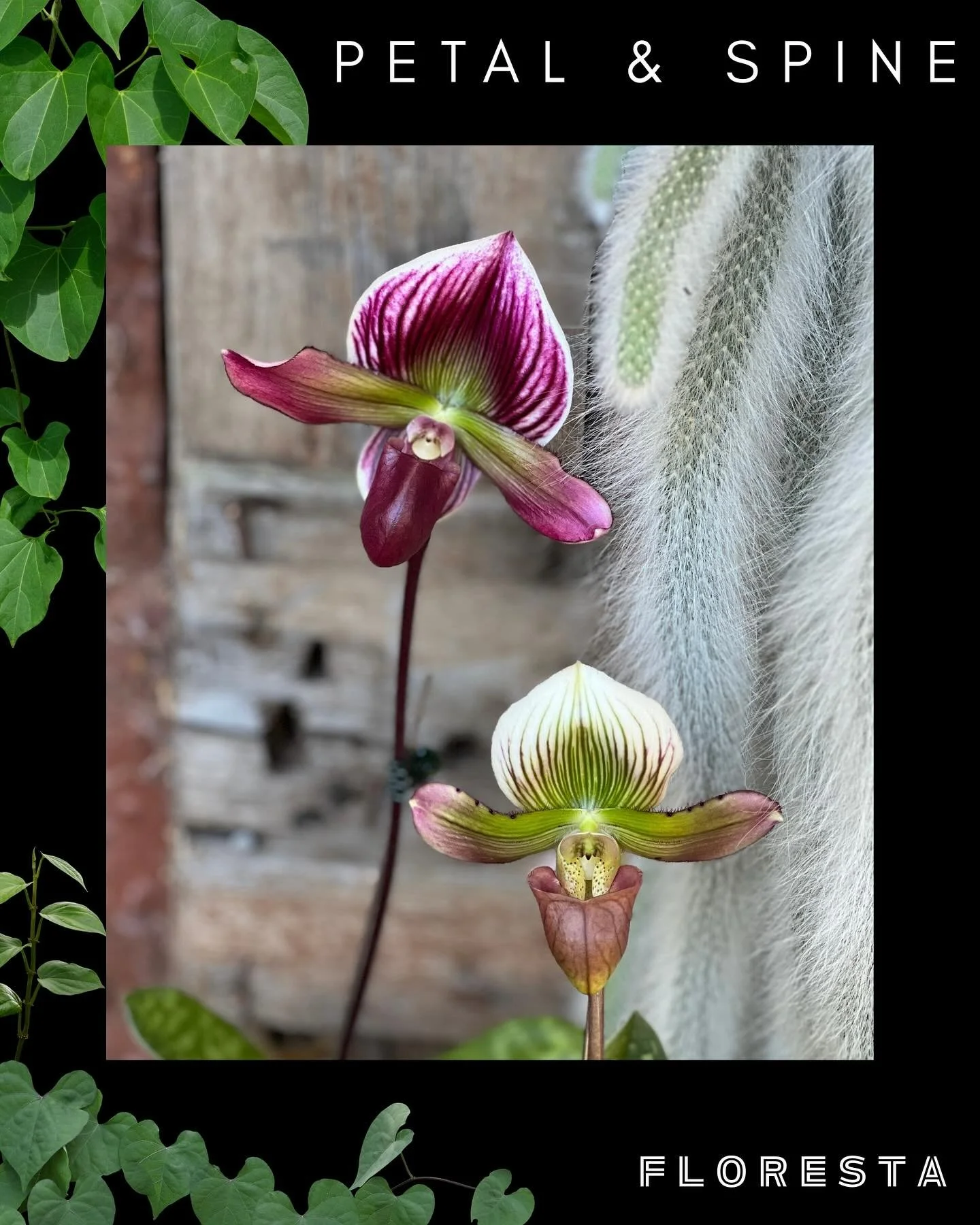 FLORESTA STALLHOLDER SPOTLIGHT:
@petal_and_spine
Petal & Spine bring irresistible orchids, monkey tail cacti and kokedamas
More information at https://www.aroids.net/florestamelbourne-2025
Tickets on sale now
@aroidsocietyau #petalandspine #f
