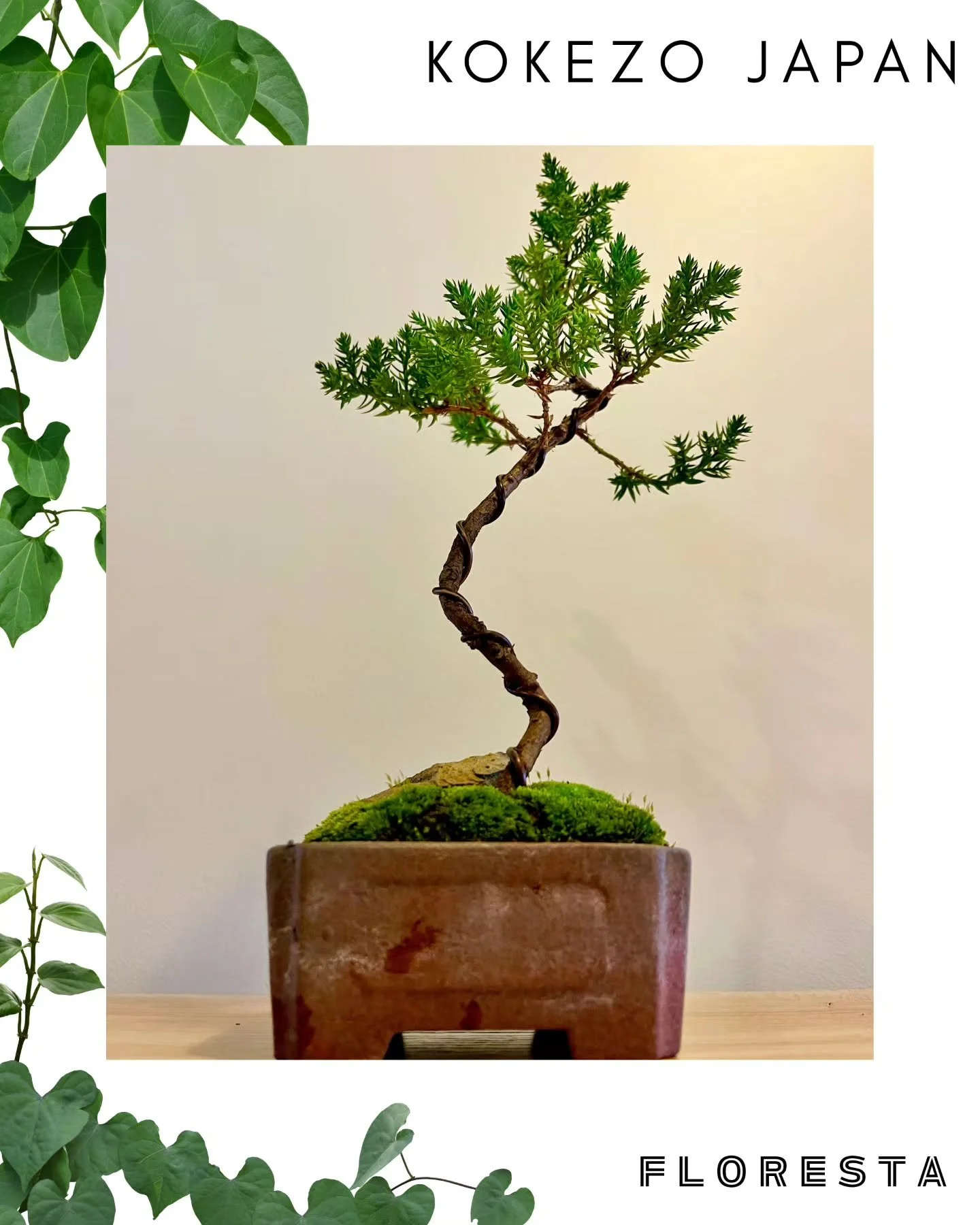 FLORESTA STALLHOLDER SPOTLIGHT:
@kokezo_japan
Perfectly formed traditional bonsai and kokedama.
Tickets on sale now at www.aroids.net/florestamelbourne-2025