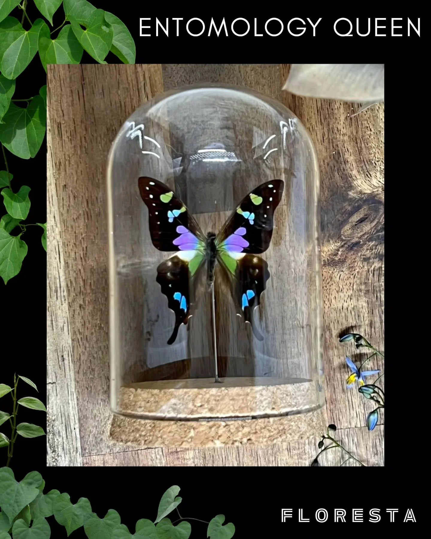 FLORESTA STALLHOLDER SPOTLIGHT:
@entomology_queen
Museum quality, ethically sourced entomology specimens. The only bugs you want around your plants.