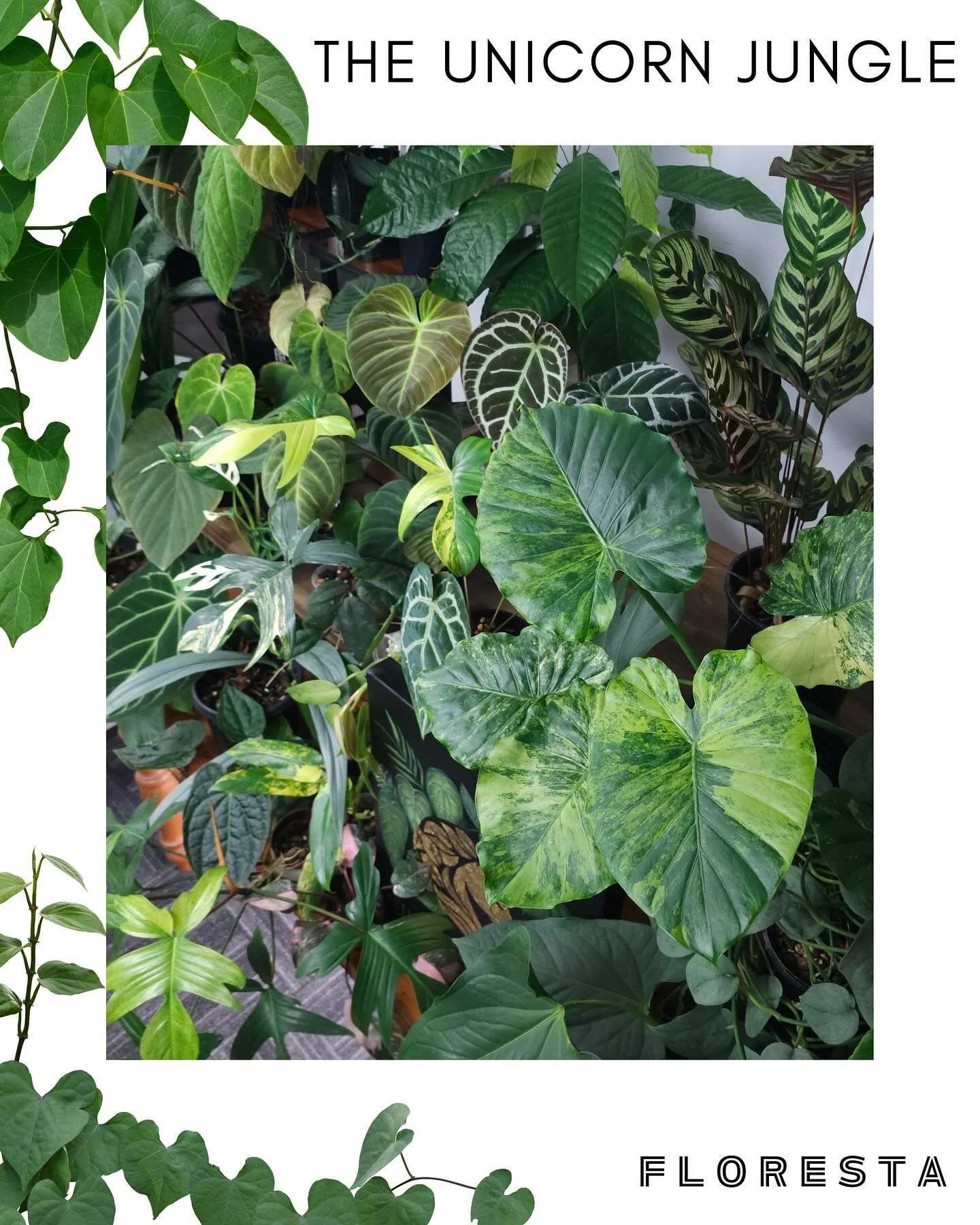 FLORESTA STALLHOLDER SPOTLIGHT:
@theunicornjungle
The Unicorn Jungle are your one stop shop to visit when you can’t find that dream plant, specialising in creating stunning Anthurium hybrids
More information at https://www.aroids.net/florest