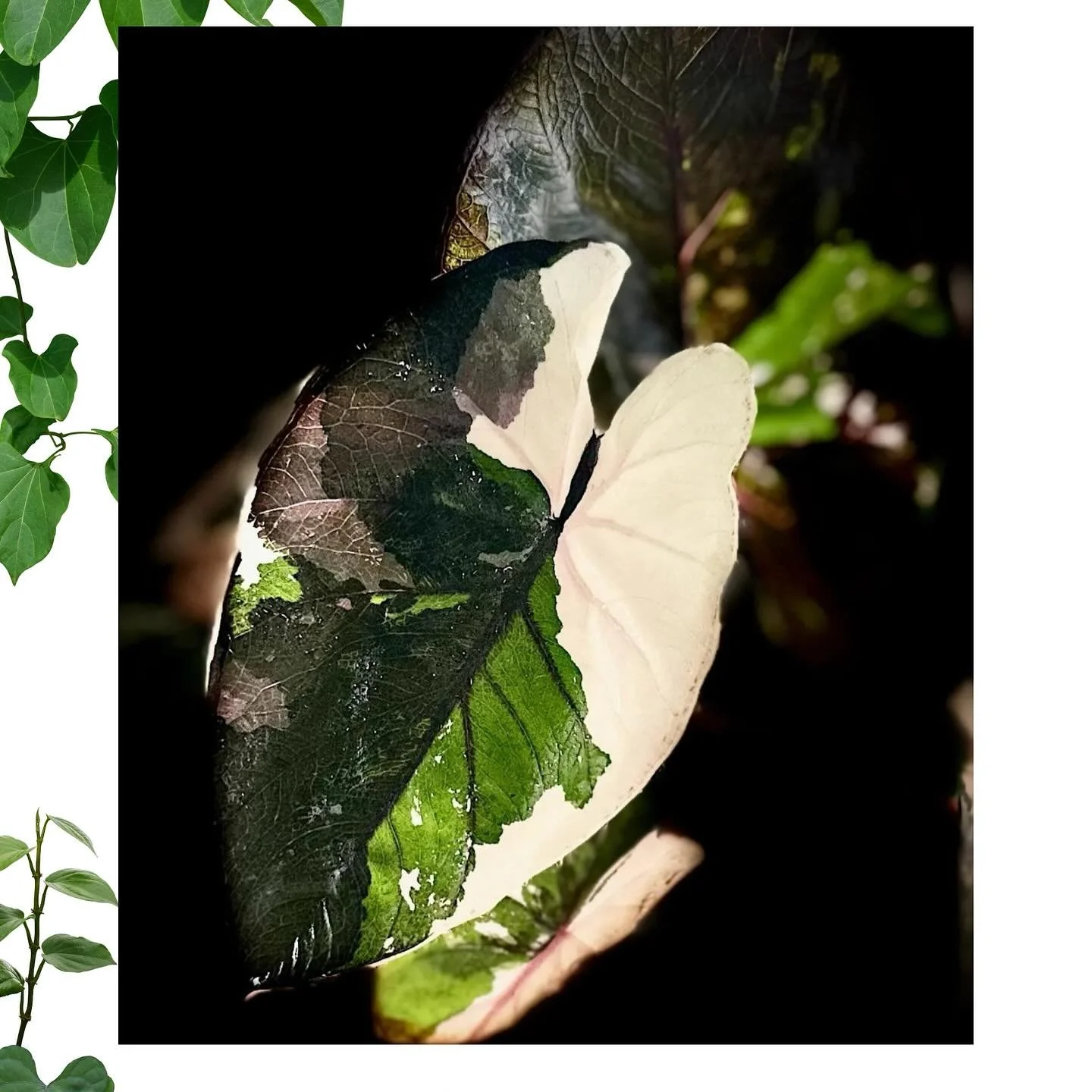 FLORESTA STALLHOLDER SPOTLIGHT:
@beleaf_me_
Make sure you catch Beleaf Me, your variegated aroid specialists!
More information at https://www.aroids.net/florestamelbourne-2025
Tickets on sale now
@aroidsocietyau #beleafme #florestamelbourne #flo